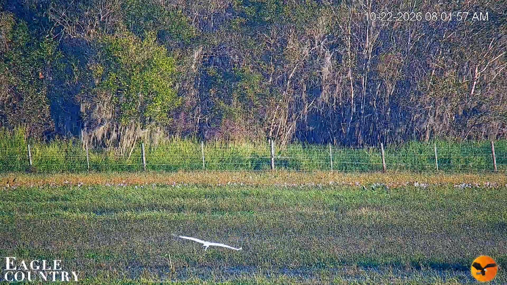 Snapshot of Southwest Florida River Wildlife Live Cams taken Oct 22, 2026, 8:02am EDT