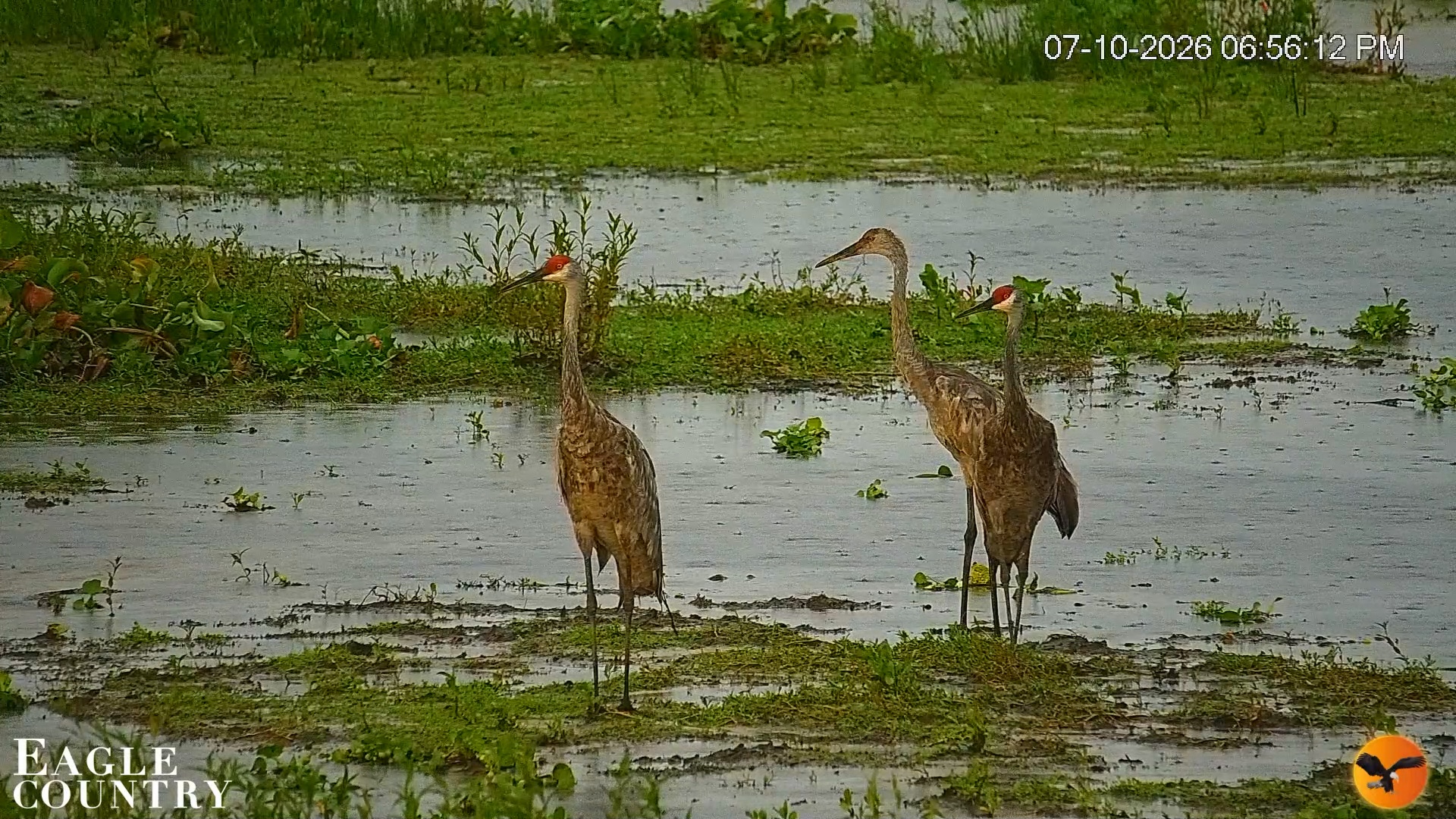 Snapshot of Southwest Florida River Wildlife Live Cams taken Jul 10, 2026, 6:57pm EDT