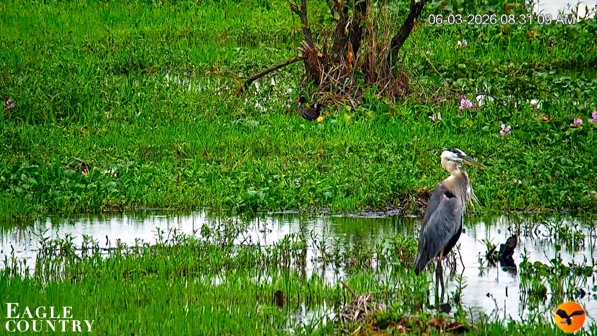 Snapshot of Southwest Florida River Wildlife Live Cams taken Jun 3, 2026, 8:32am EDT