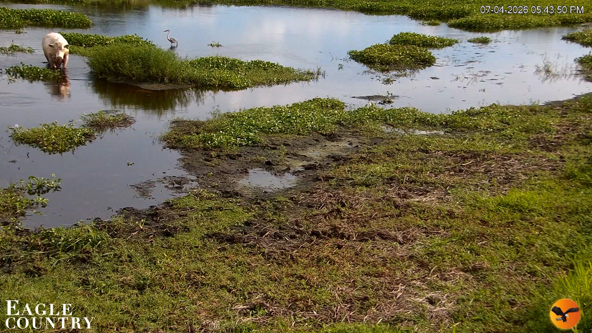 Snapshot of Southwest Florida River Wildlife Live Cams taken Jul 4, 2026, 5:44pm EDT