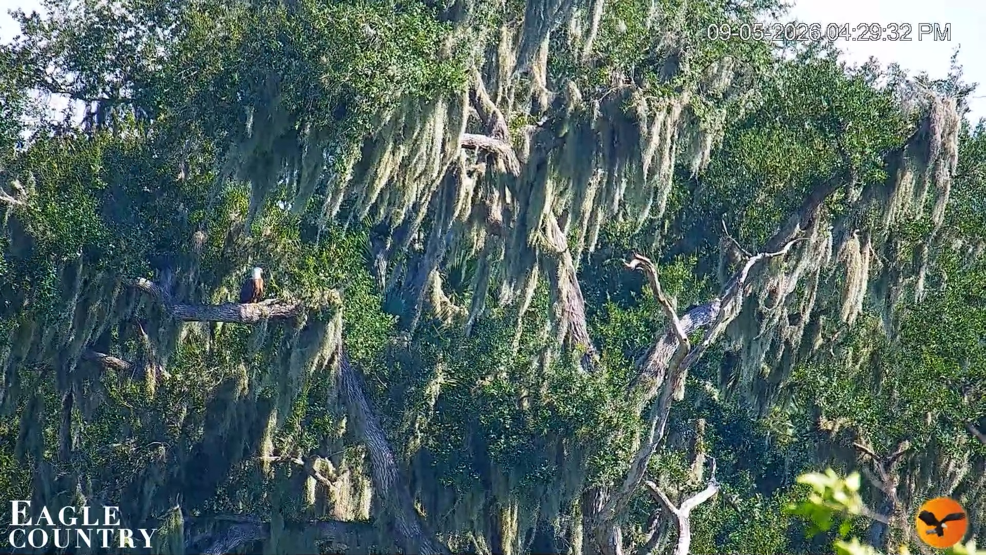 Snapshot of Southwest Florida River Wildlife Live Cams taken Sep 5, 2026, 4:30pm EDT