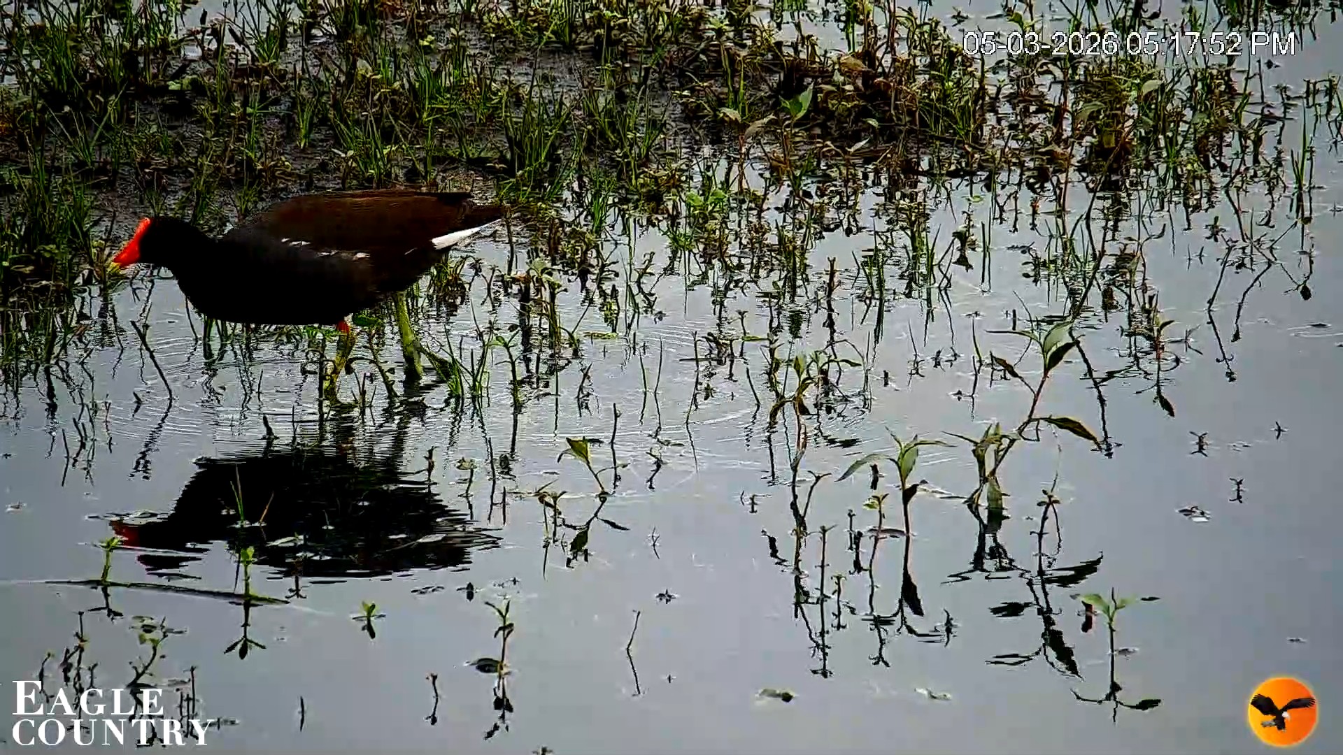Snapshot of Southwest Florida River Wildlife Live Cams taken May 3, 2026, 5:20pm EDT