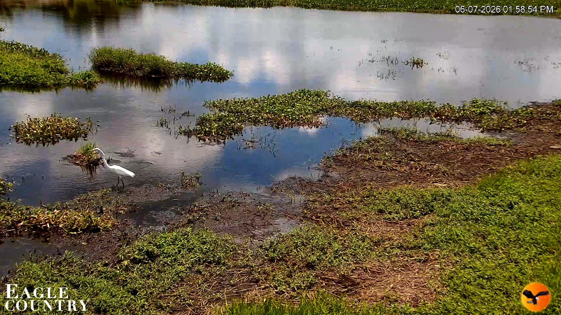 Snapshot of Southwest Florida River Wildlife Live Cams taken Jun 7, 2026, 1:59pm EDT