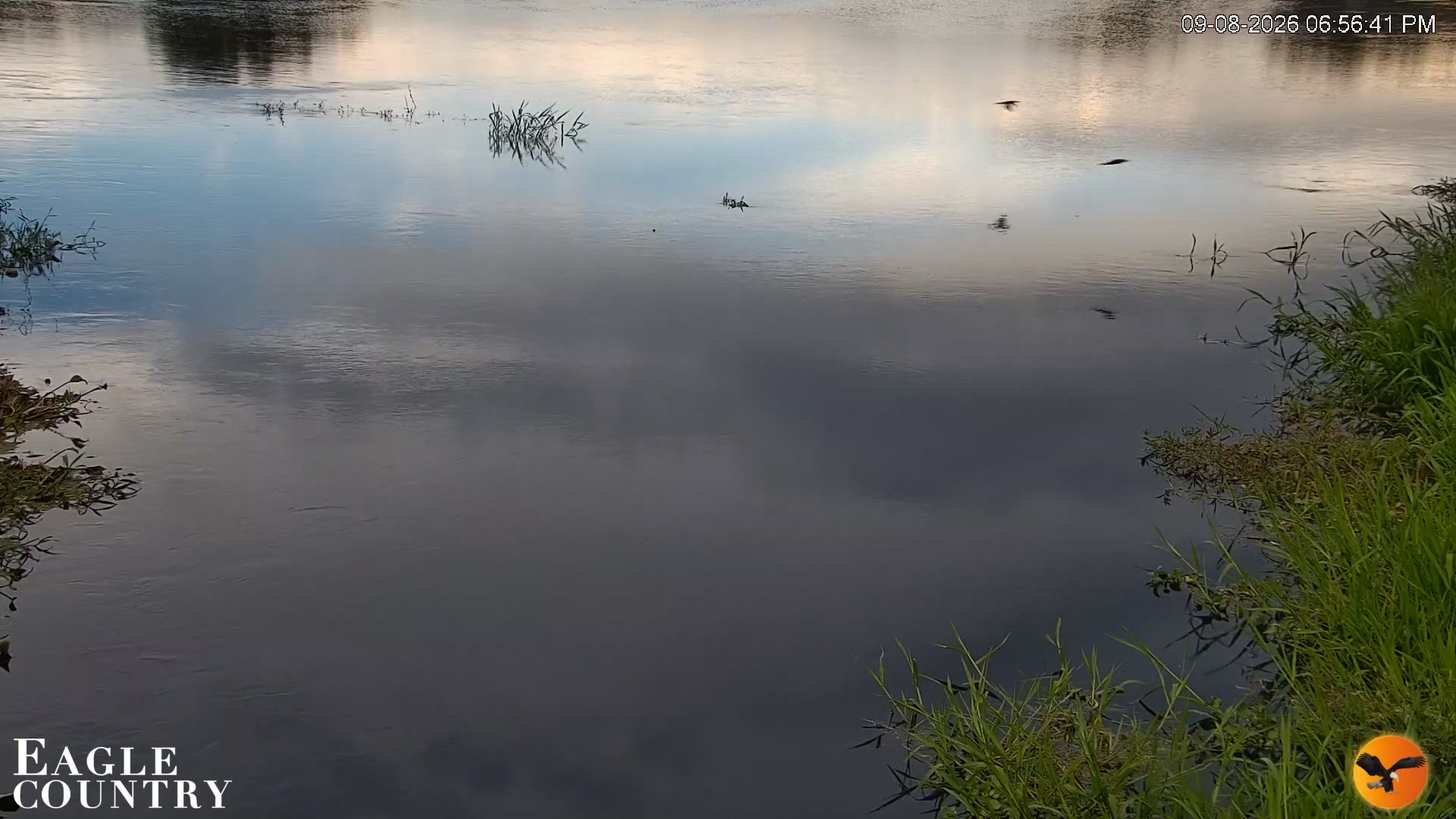 Snapshot of Southwest Florida River Wildlife Live Cams taken Sep 8, 2026, 6:57pm EDT