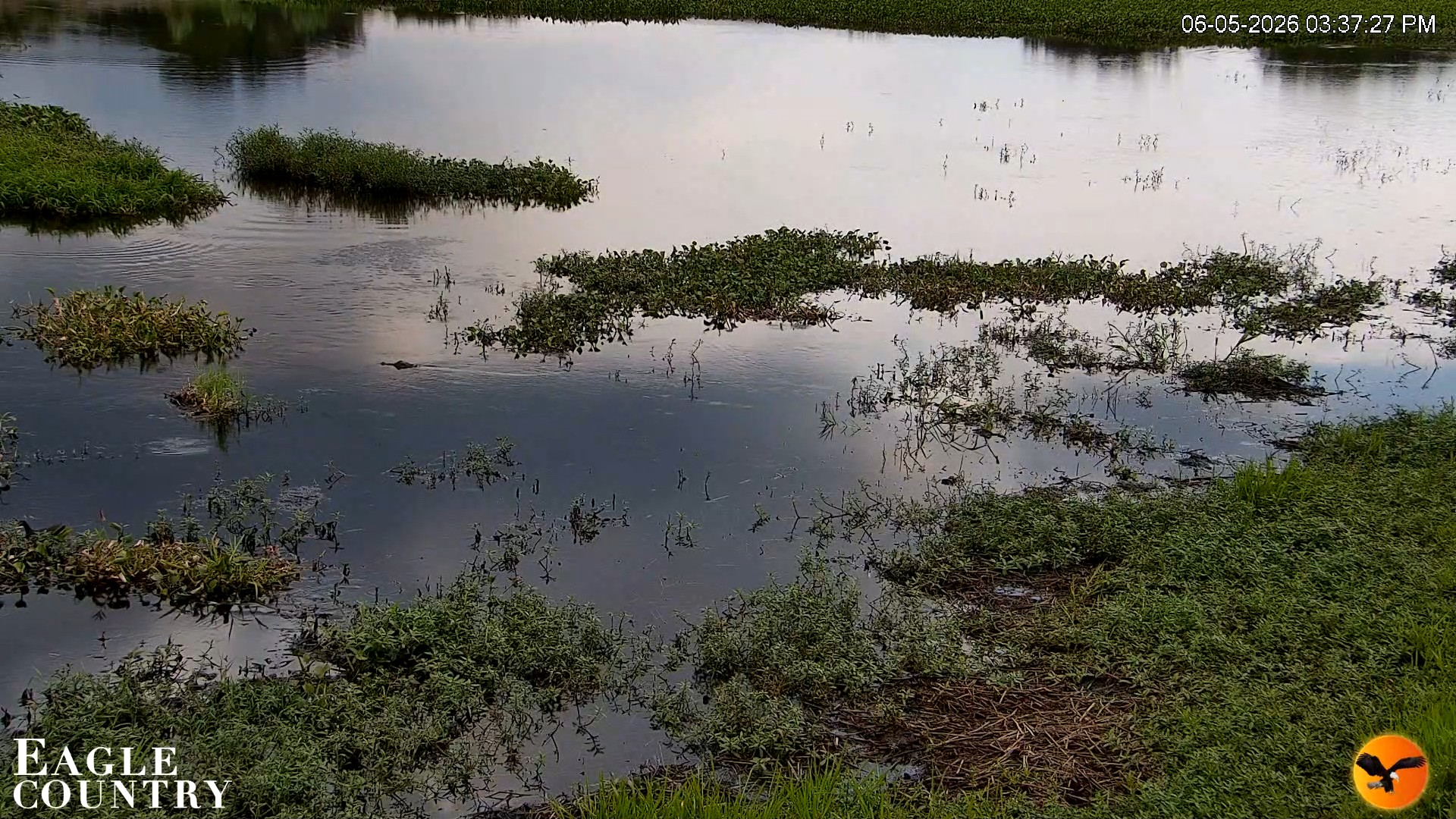Snapshot of Southwest Florida River Wildlife Live Cams taken Jun 5, 2026, 3:38pm EDT