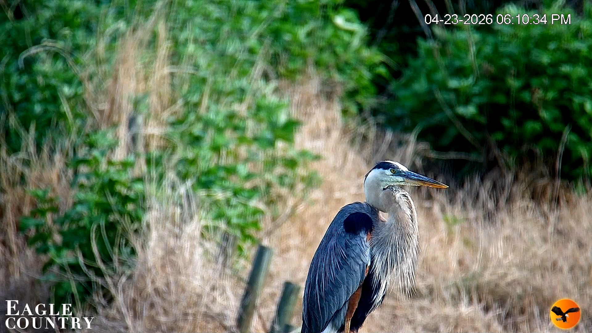 Snapshot of Southwest Florida River Wildlife Live Cams taken Apr 23, 2026, 6:11pm EDT