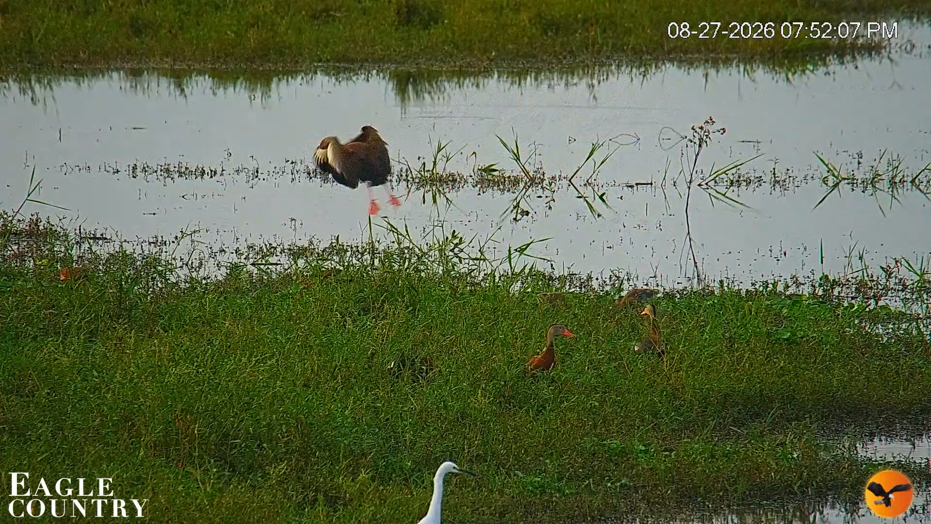 Snapshot of Southwest Florida River Wildlife Live Cams taken Aug 27, 2026, 8:27pm EDT