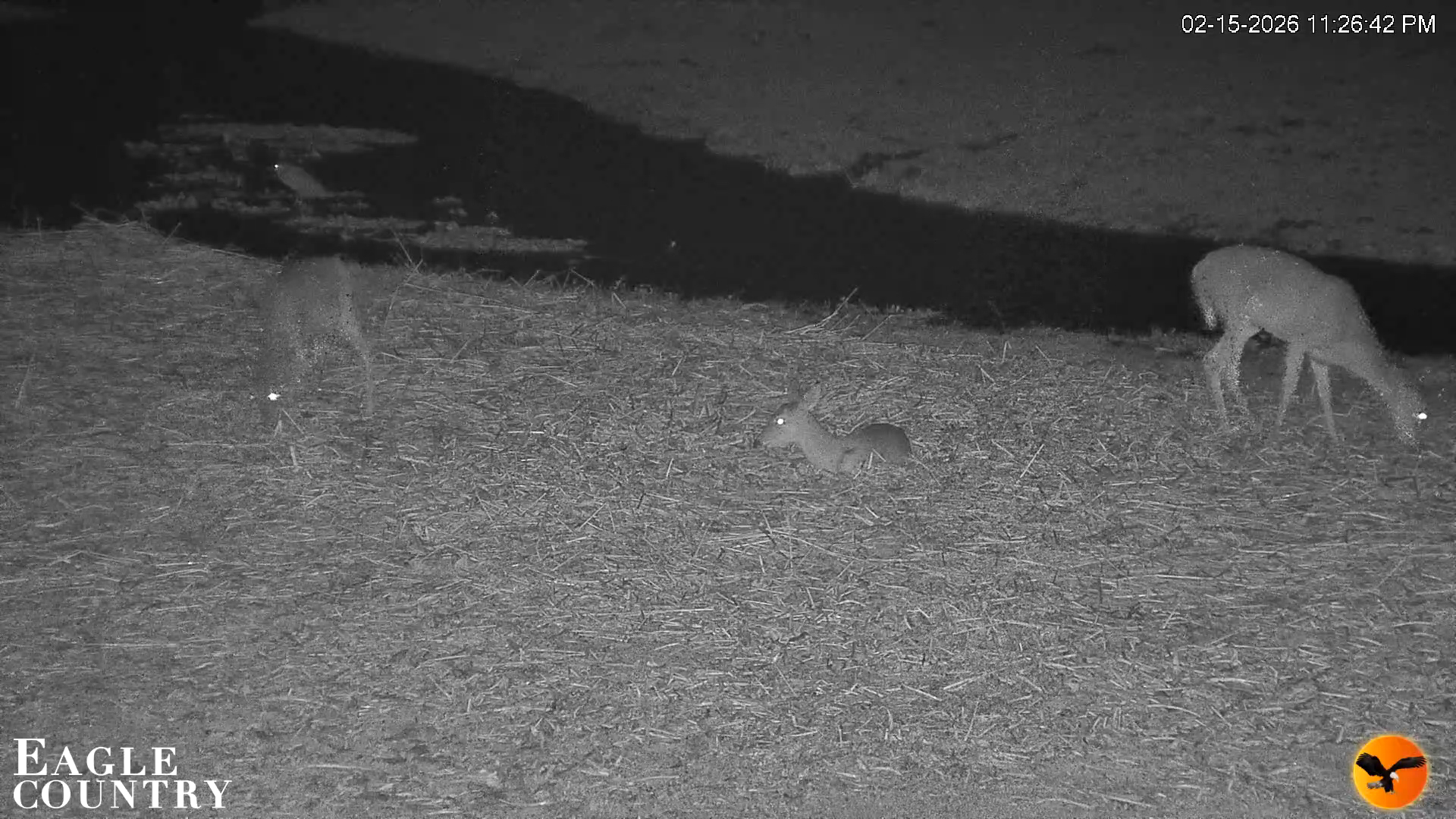 Snapshot of Southwest Florida River Wildlife Live Cams taken Feb 15, 2026, 11:27pm EST