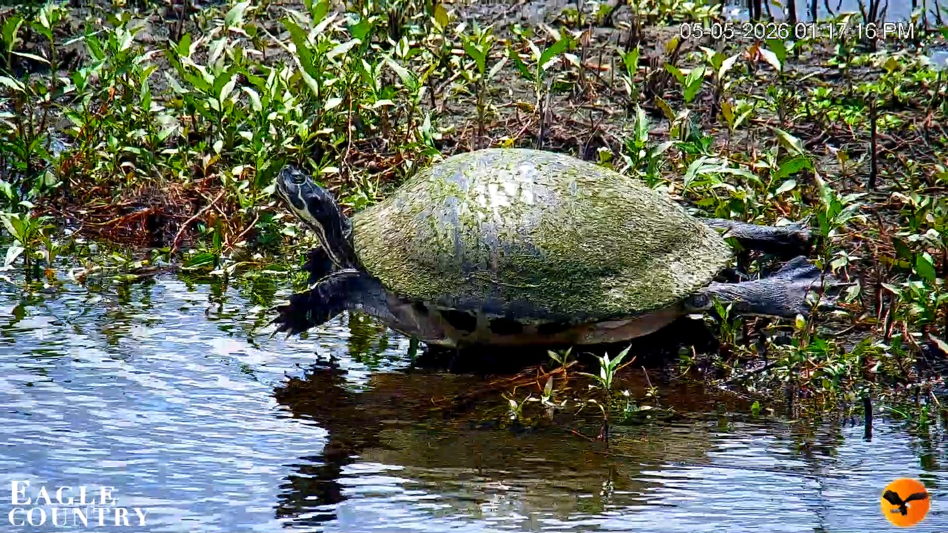 Snapshot of Southwest Florida River Wildlife Live Cams taken May 5, 2026, 5:26pm EDT