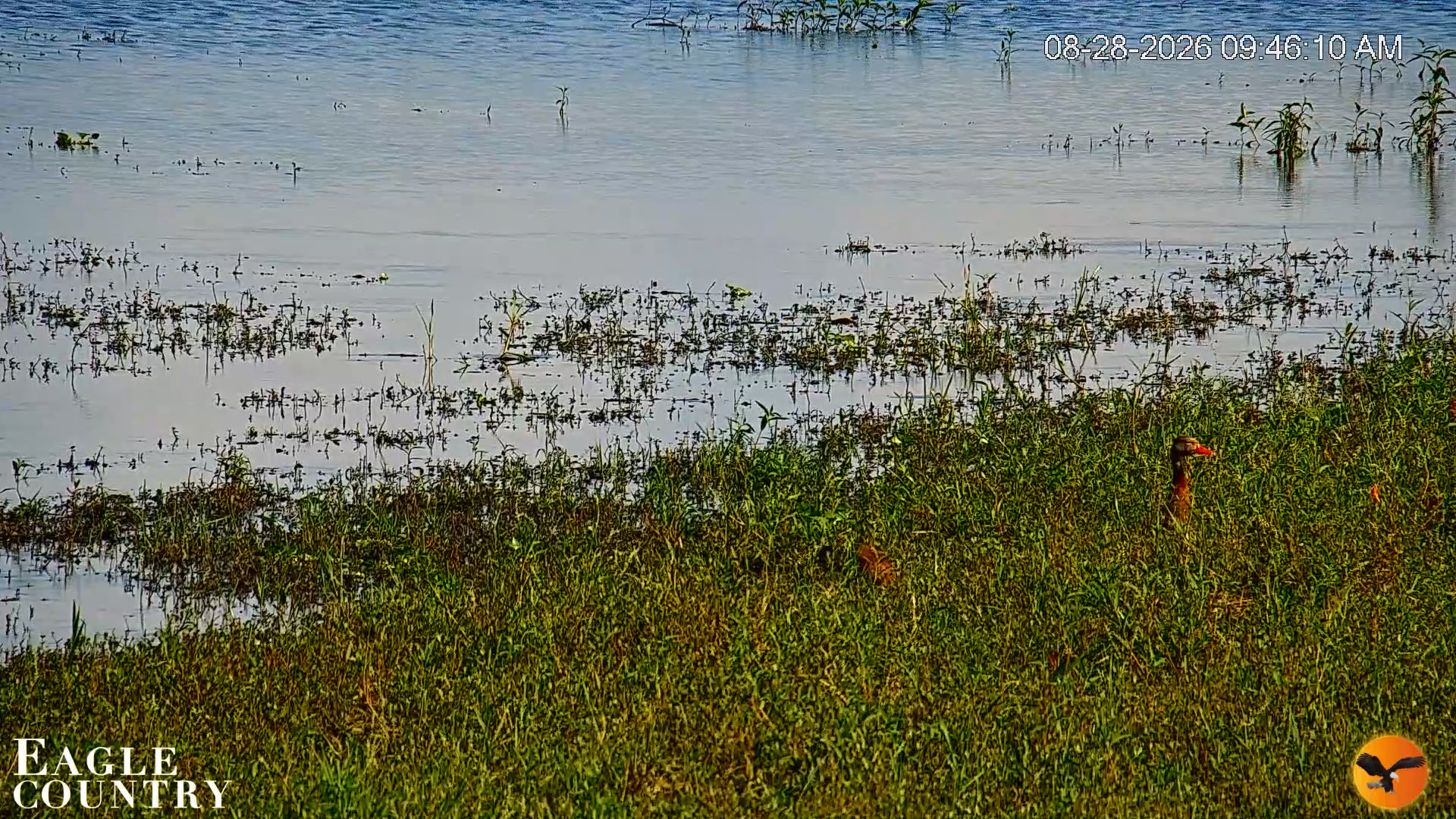 Snapshot of Southwest Florida River Wildlife Live Cams taken Aug 28, 2026, 9:47am EDT