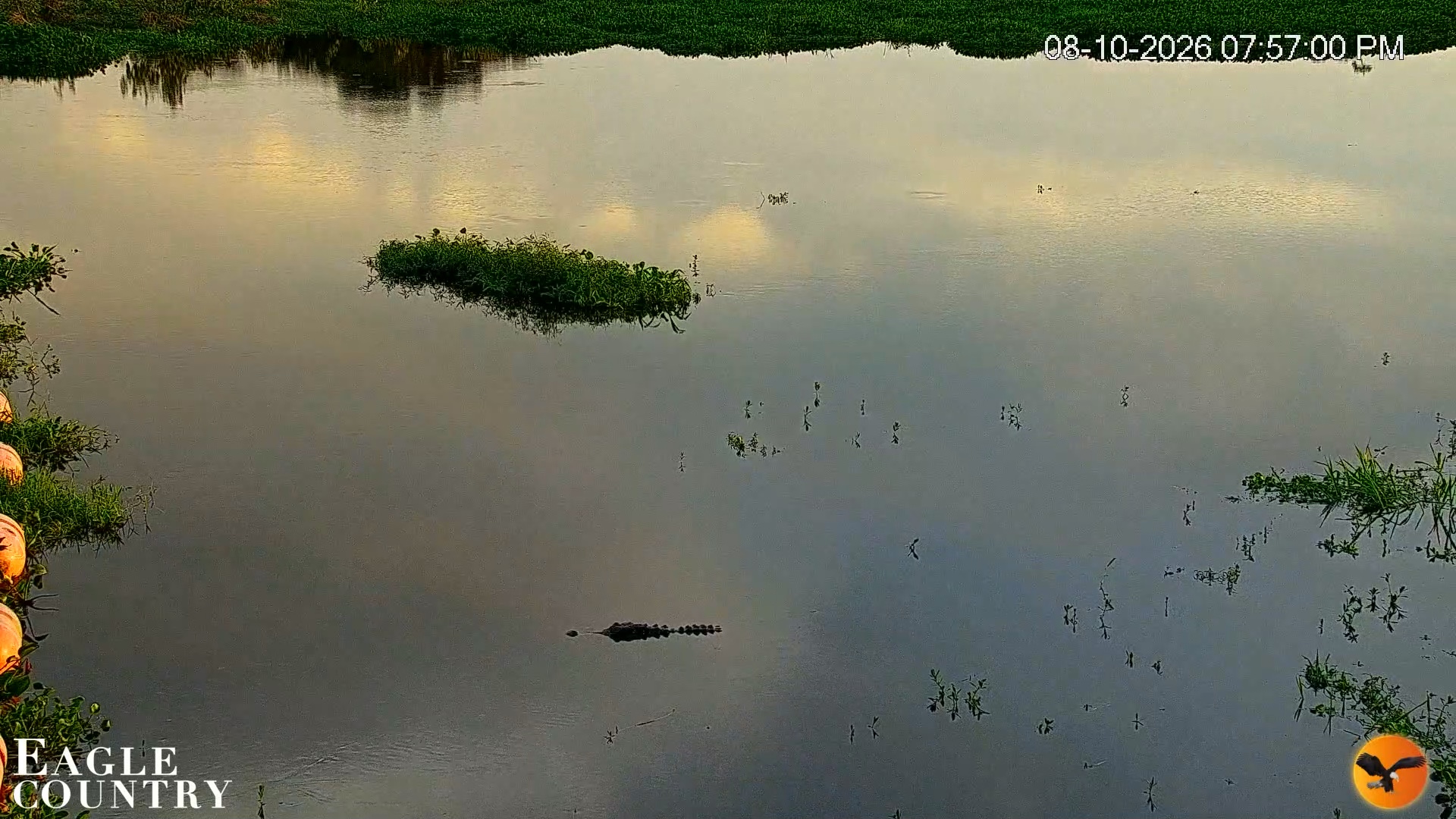 Snapshot of Southwest Florida River Wildlife Live Cams taken Aug 10, 2026, 7:57pm EDT