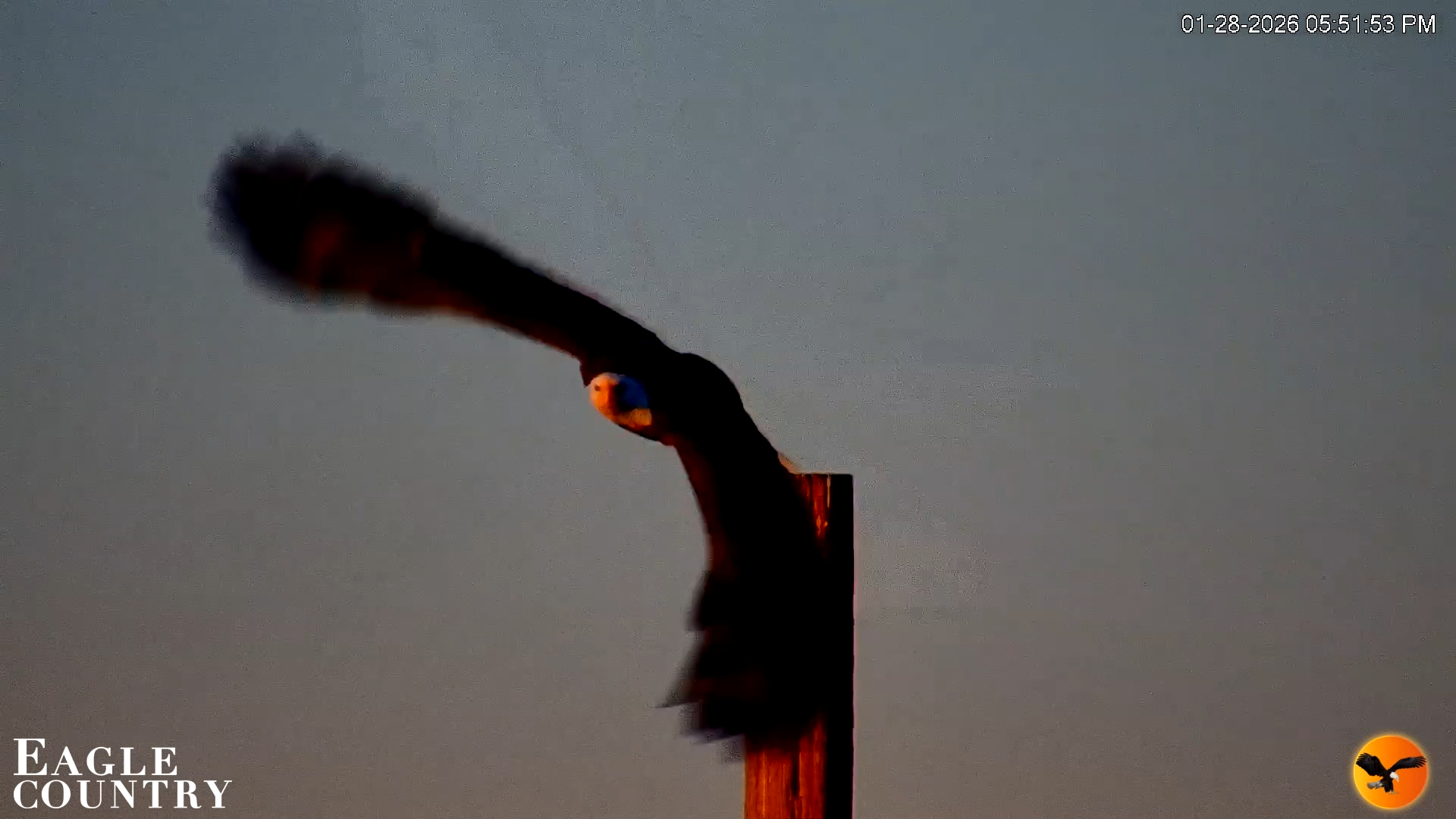 Snapshot of Southwest Florida River Wildlife Live Cams taken Jan 28, 2026, 9:06pm EST