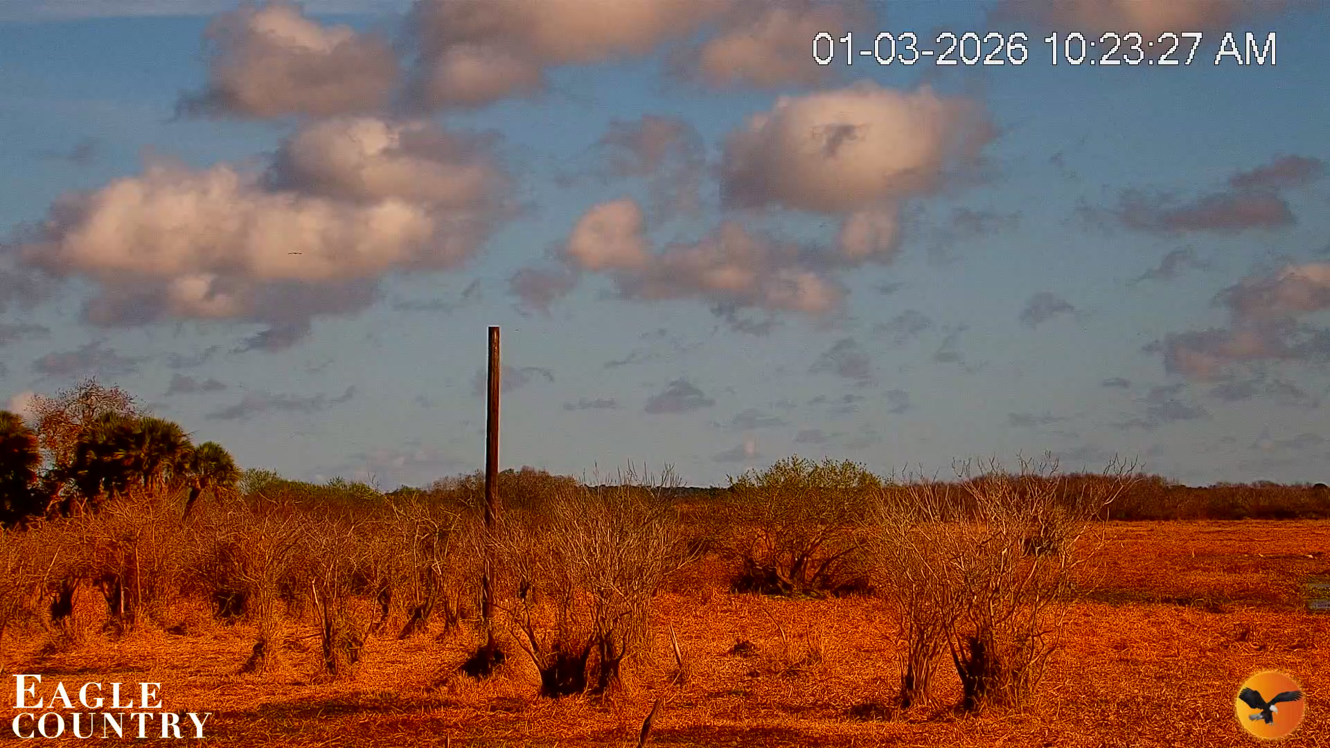 Snapshot of Southwest Florida River Wildlife Live Cams taken Jan 3, 2026, 10:23am EST