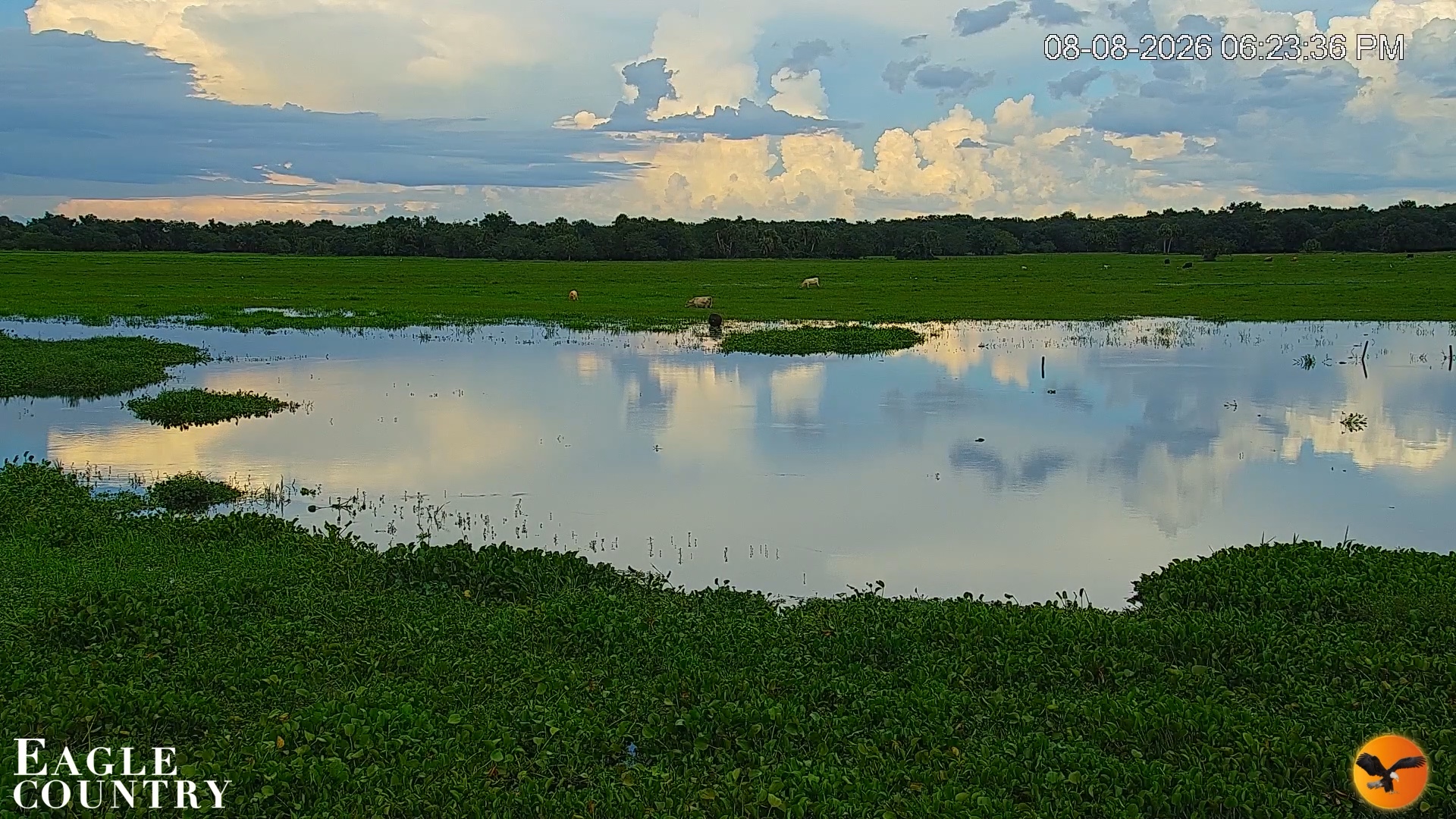 Snapshot of Southwest Florida River Wildlife Live Cams taken Aug 8, 2026, 6:24pm EDT