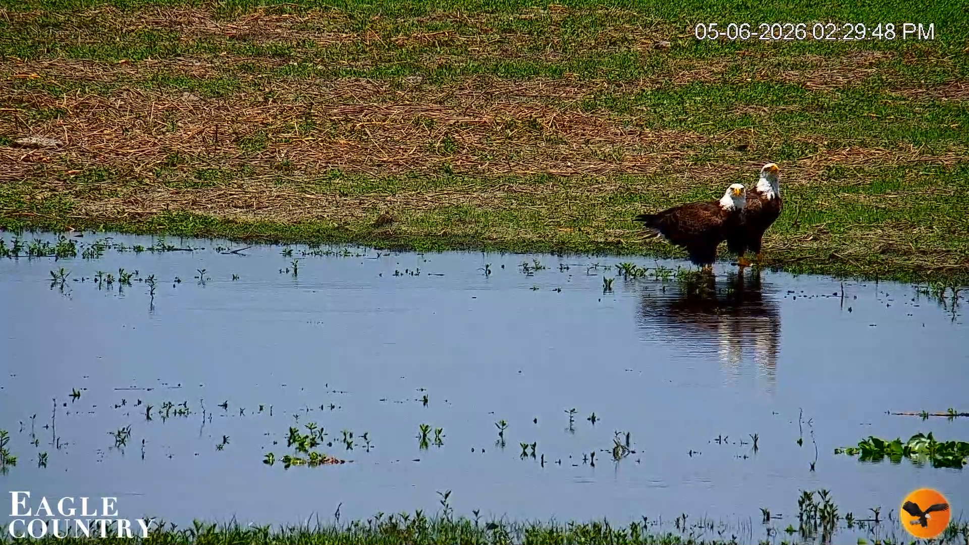 Snapshot of Southwest Florida River Wildlife Live Cams taken May 6, 2026, 5:34pm EDT