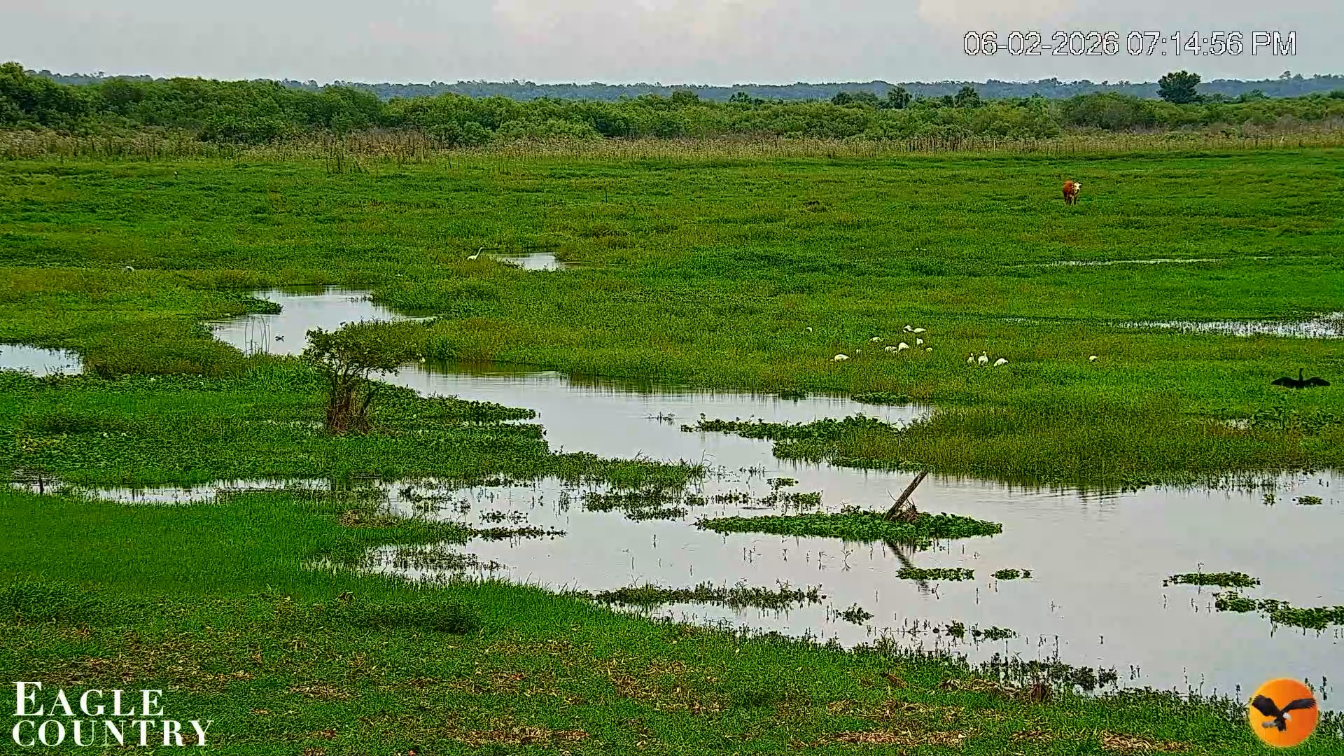 Snapshot of Southwest Florida River Wildlife Live Cams taken Jun 2, 2026, 7:16pm EDT
