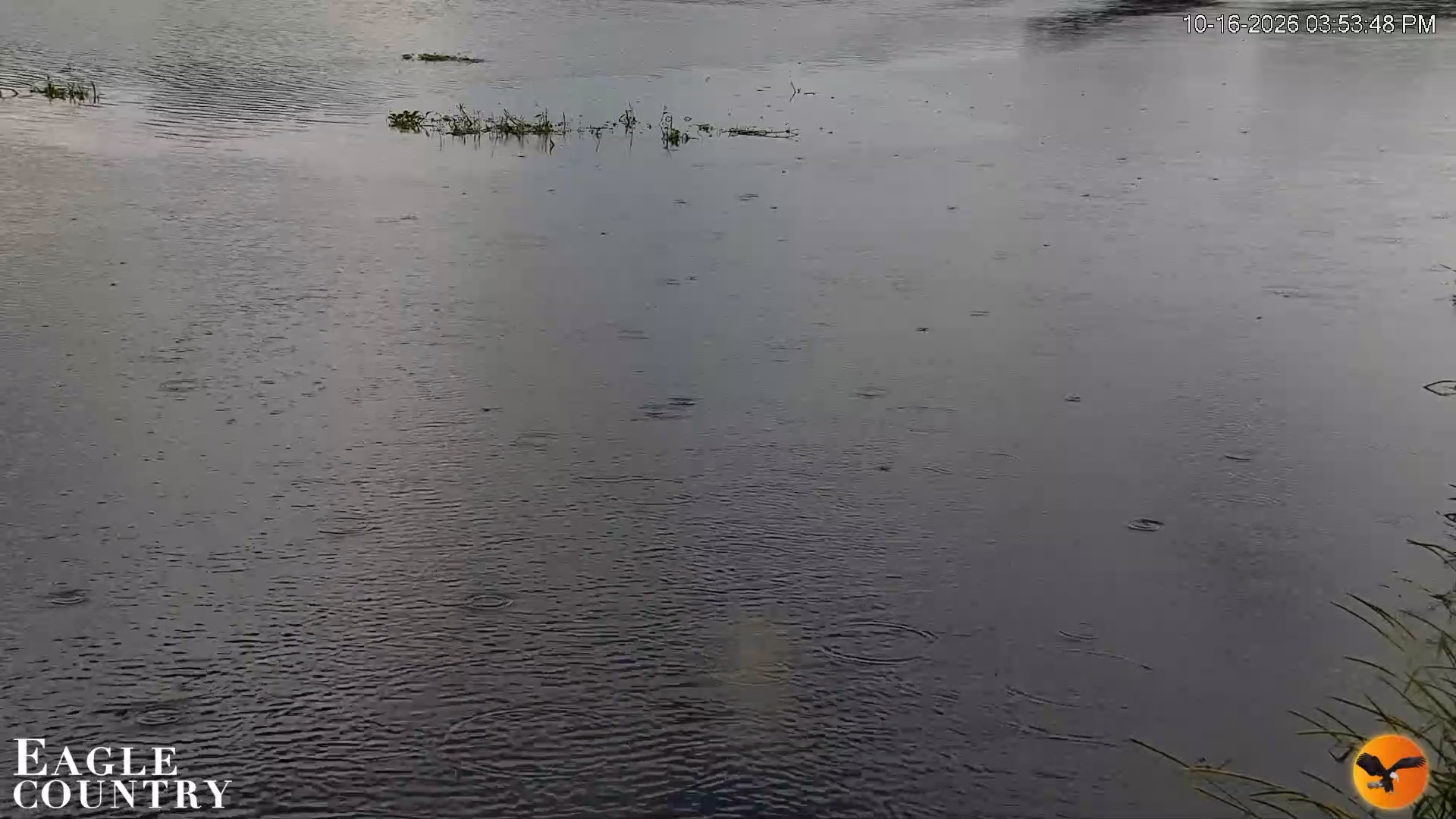 Snapshot of Southwest Florida River Wildlife Live Cams taken Oct 16, 2026, 3:54pm EDT