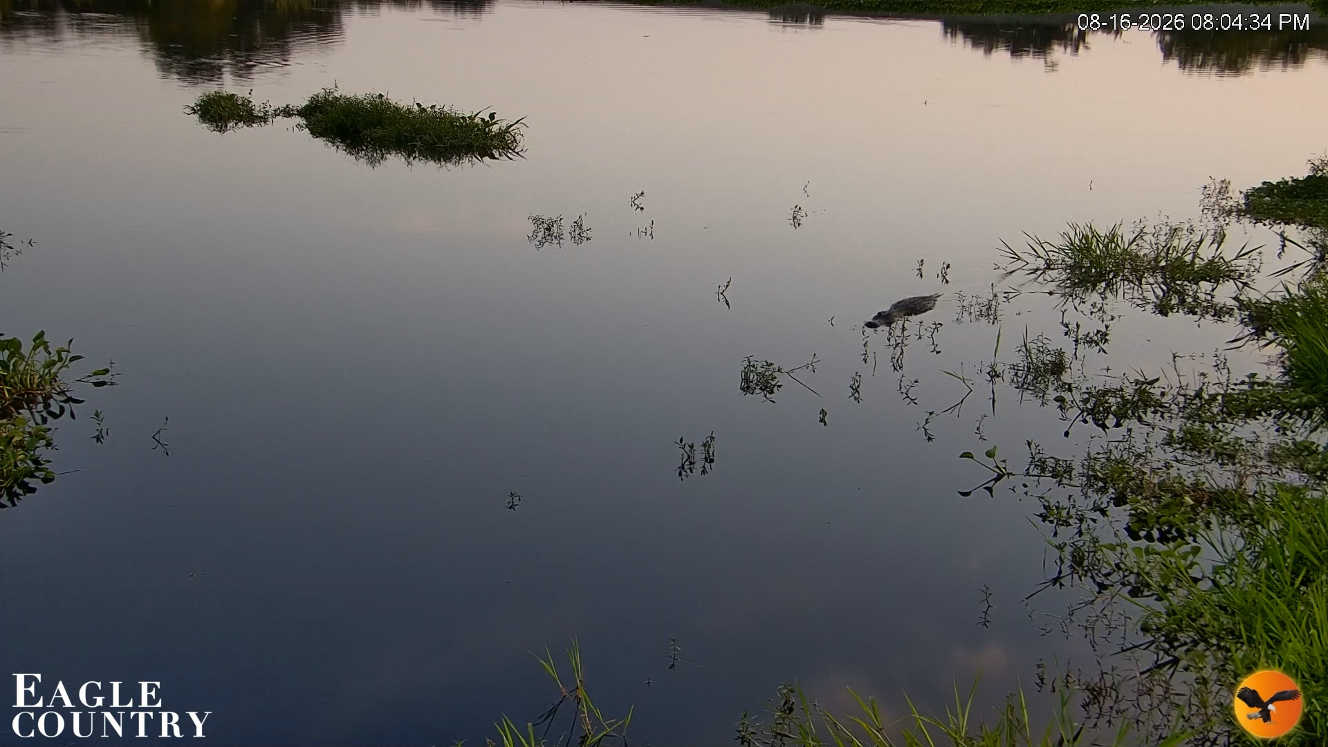 Snapshot of Southwest Florida River Wildlife Live Cams taken Aug 16, 2026, 8:04pm EDT