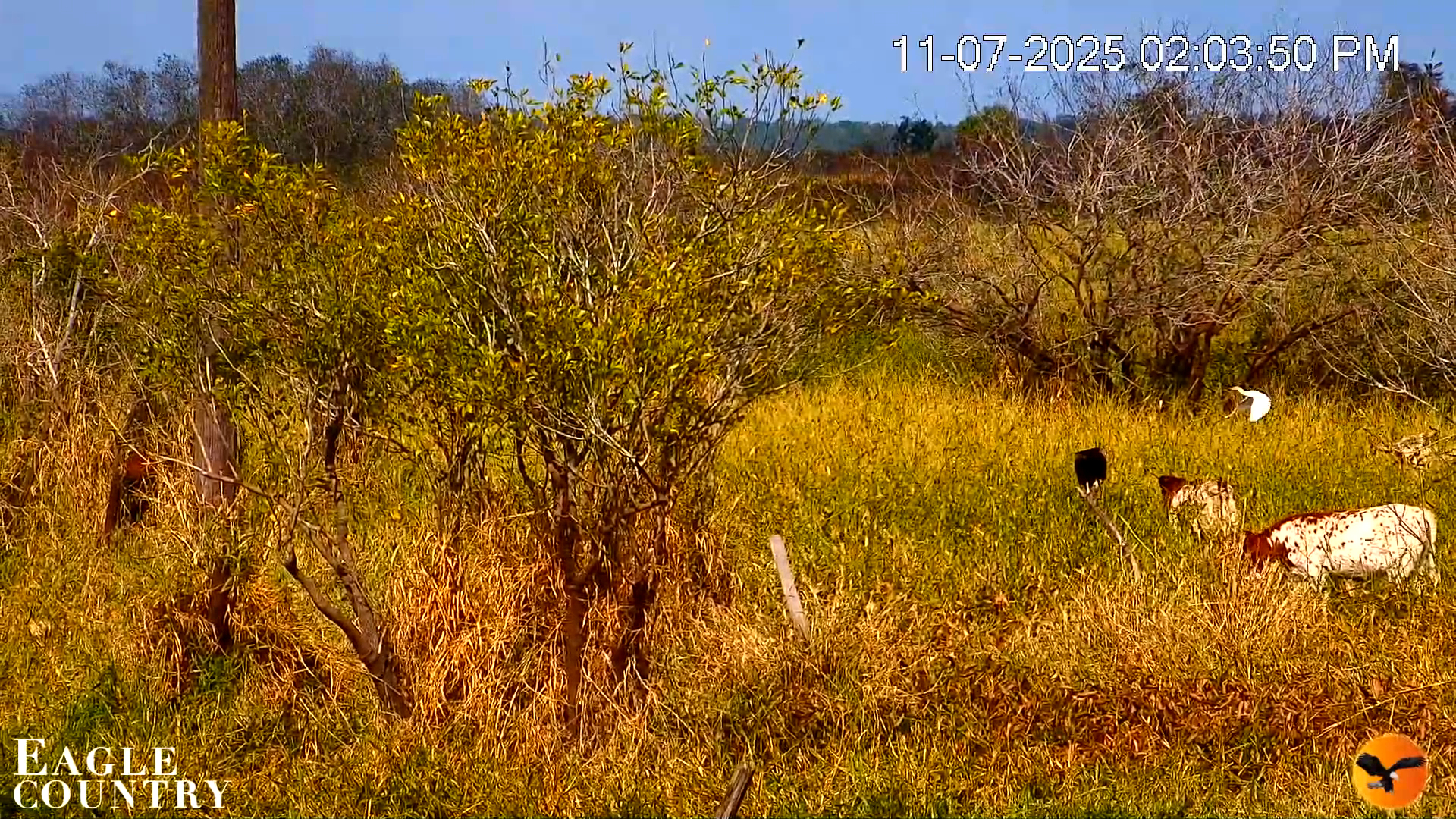 Snapshot of Southwest Florida River Wildlife Live Cams taken Nov 7, 2025, 2:04pm EST