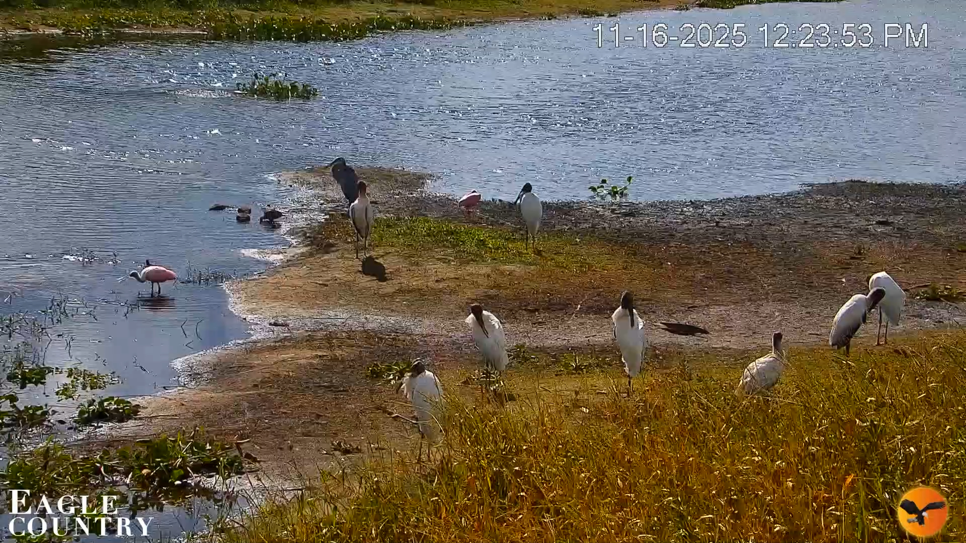 Snapshot of Southwest Florida River Wildlife Live Cams taken Nov 16, 2025, 12:24pm EST