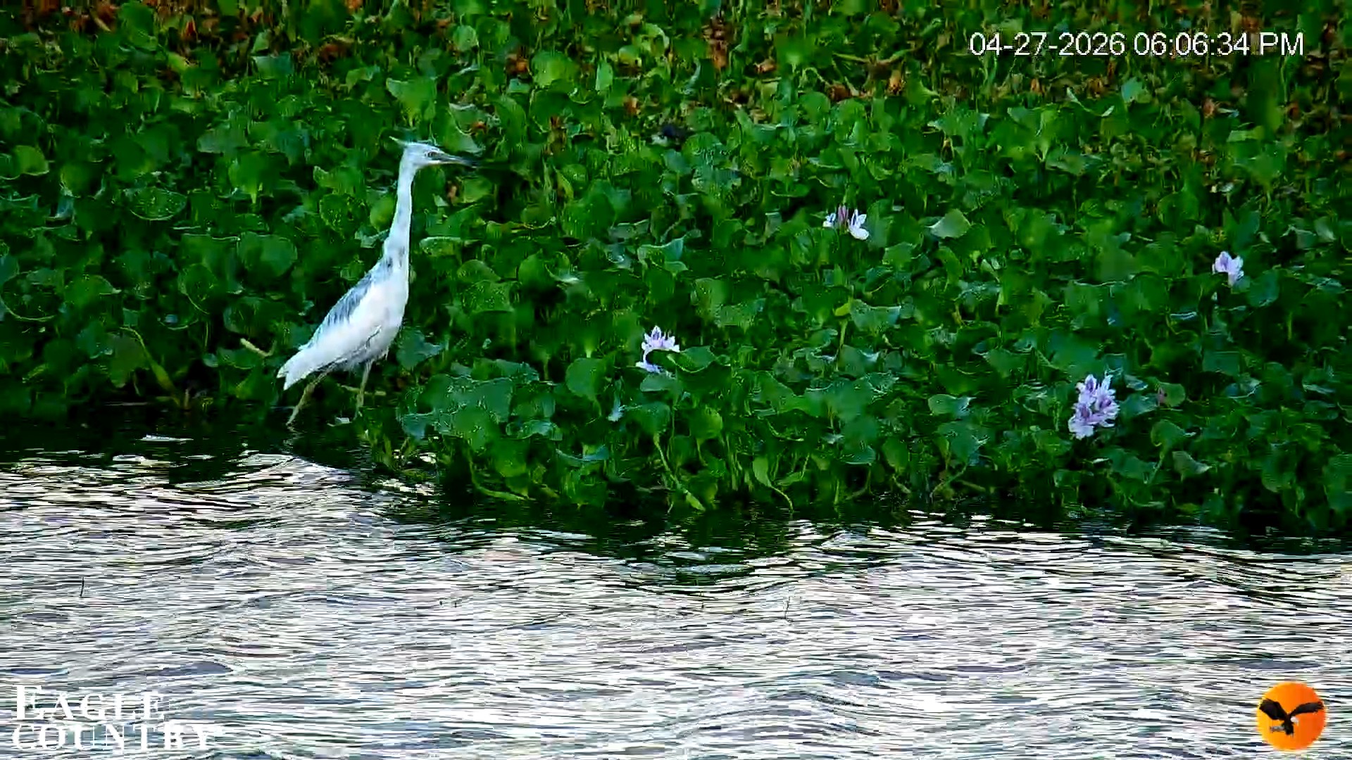Snapshot of Southwest Florida River Wildlife Live Cams taken Apr 27, 2026, 10:41pm EDT