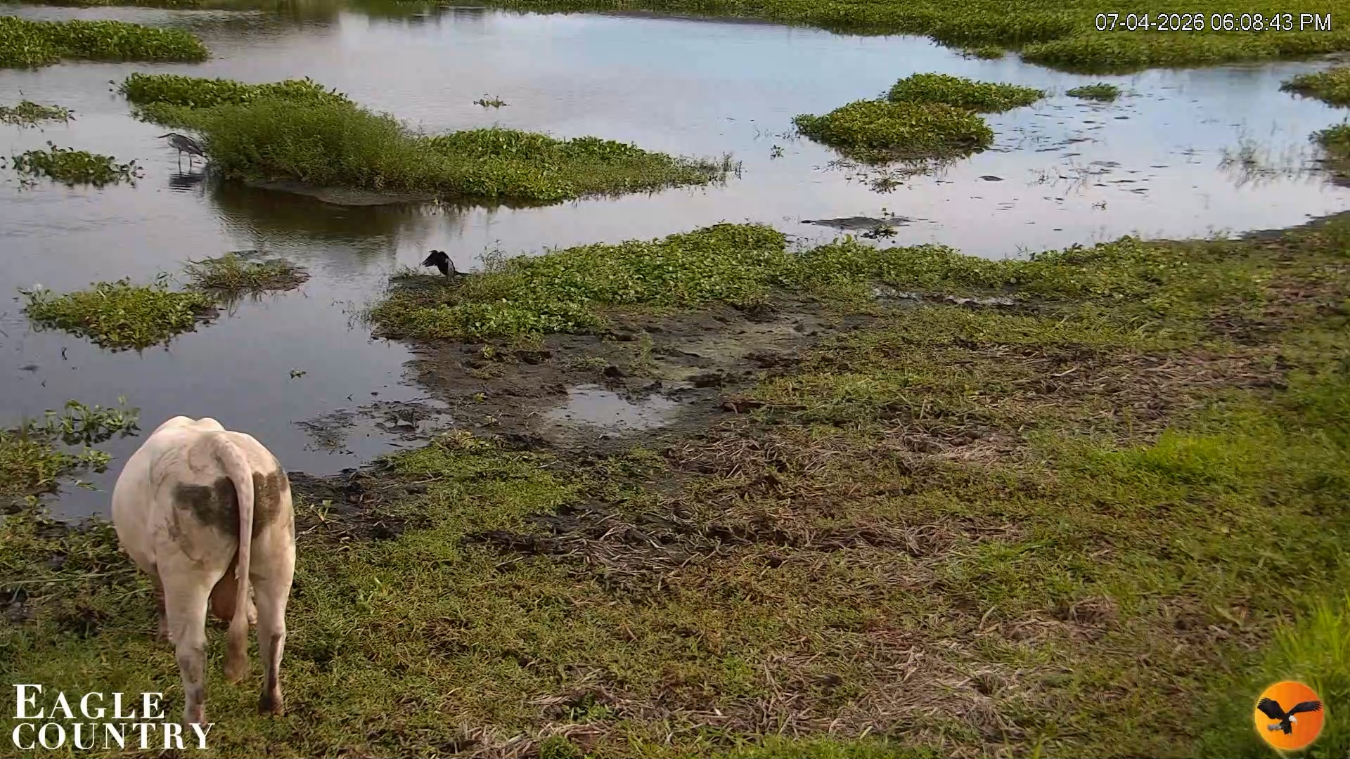 Snapshot of Southwest Florida River Wildlife Live Cams taken Jul 4, 2026, 6:10pm EDT