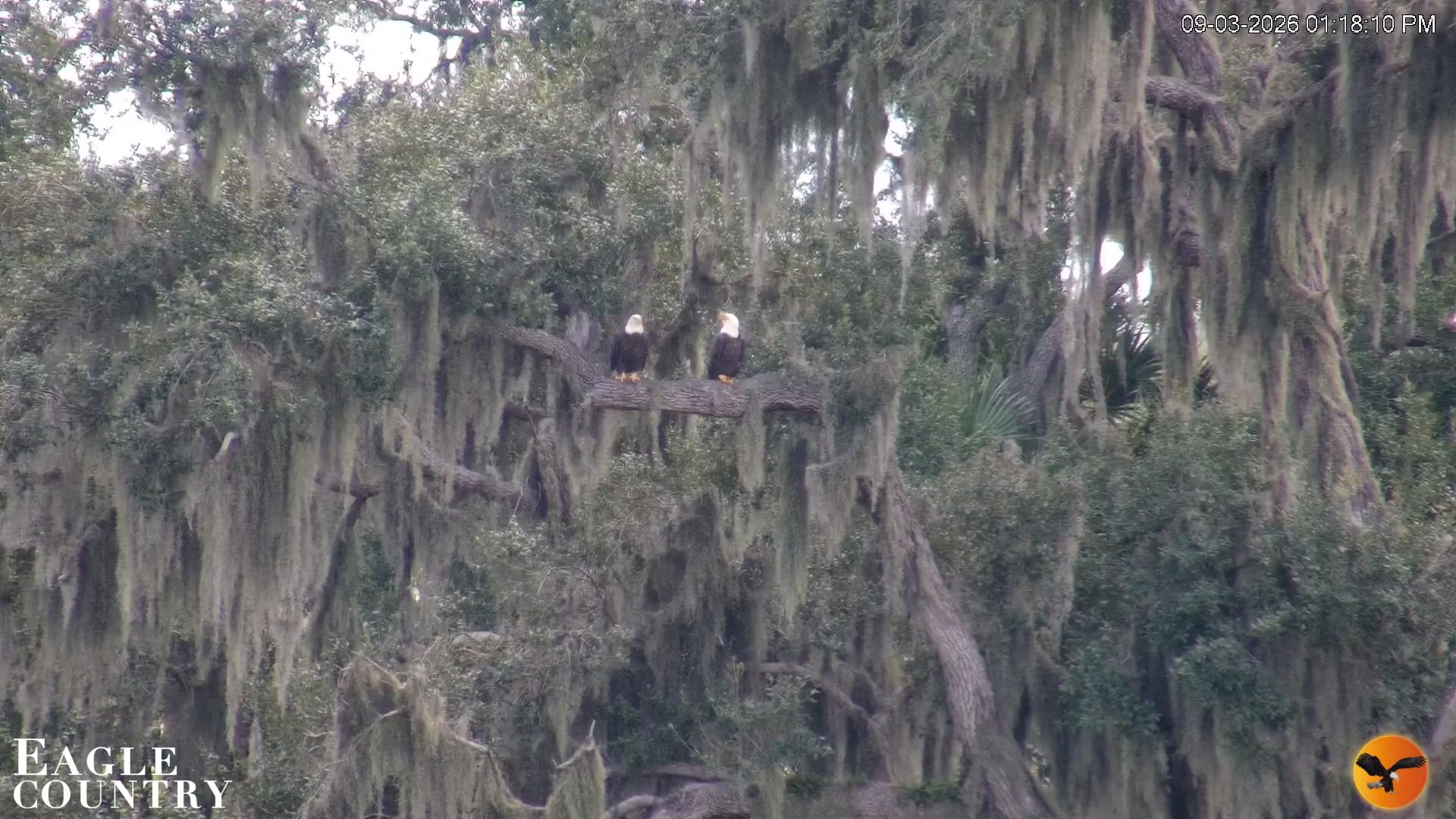 Snapshot of Southwest Florida River Wildlife Live Cams taken Sep 3, 2026, 1:18pm EDT