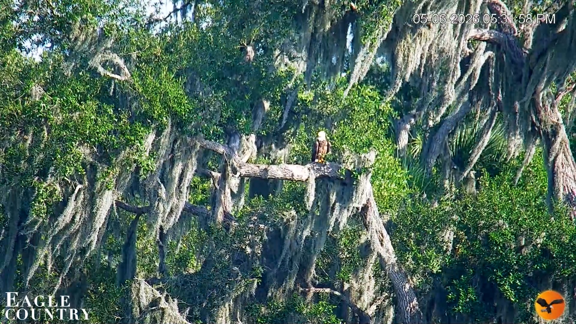 Snapshot of Southwest Florida River Wildlife Live Cams taken May 6, 2026, 5:33pm EDT