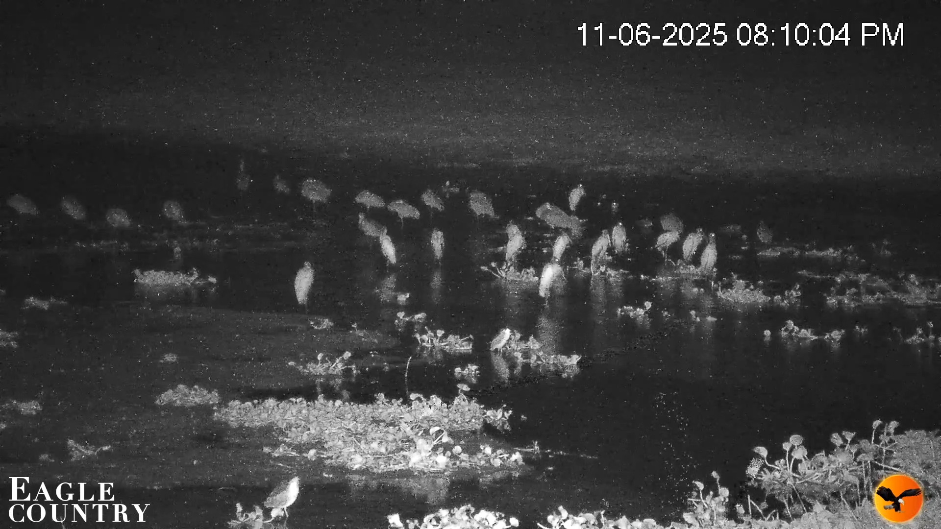 Snapshot of Southwest Florida River Wildlife Live Cams taken Nov 6, 2025, 8:11pm EST
