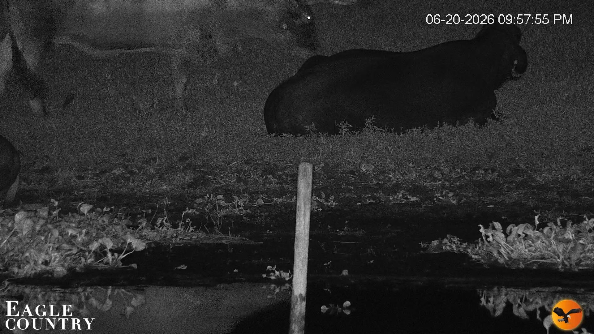Snapshot of Southwest Florida River Wildlife Live Cams taken Jun 20, 2026, 9:59pm EDT