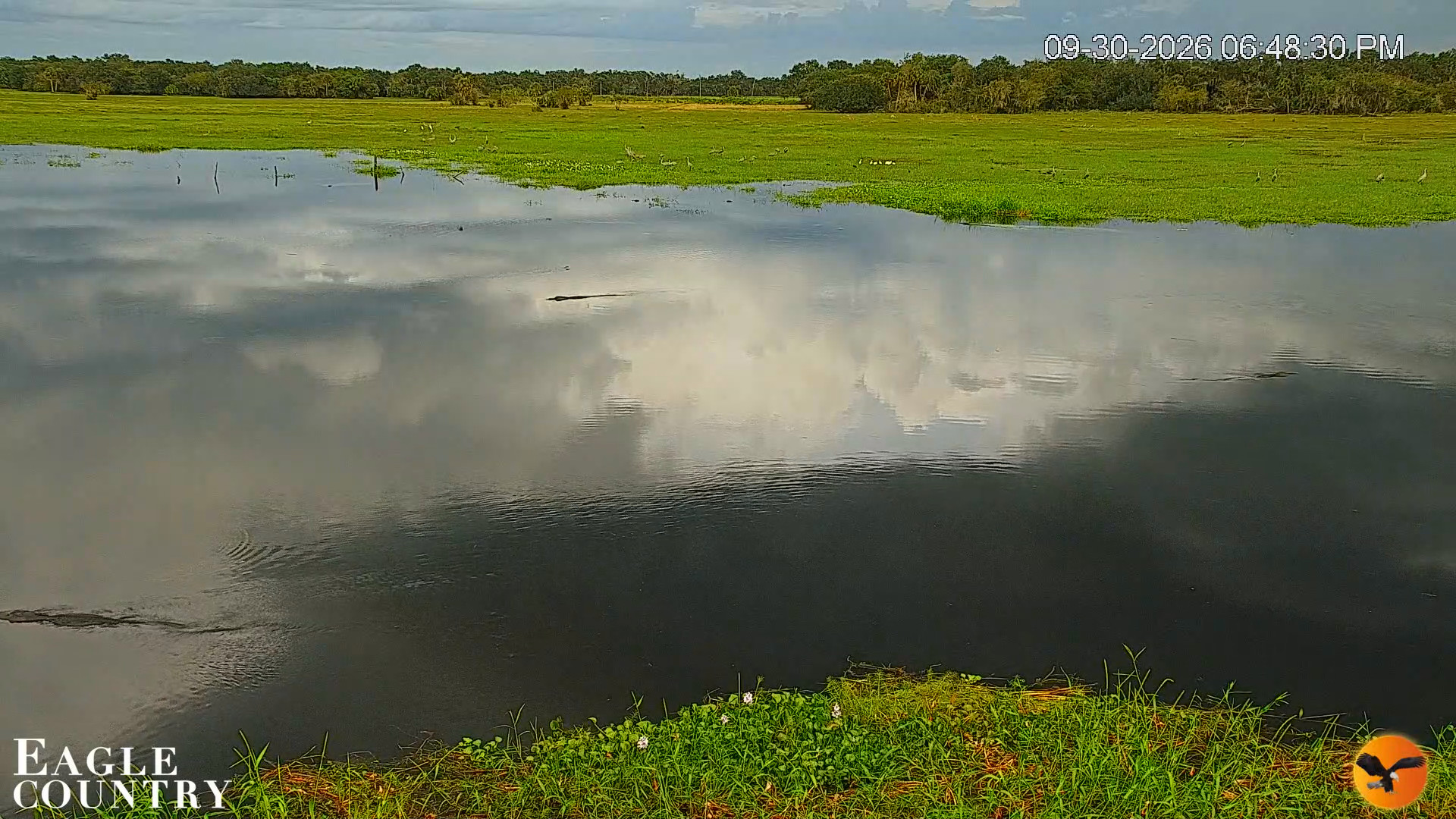 Snapshot of Southwest Florida River Wildlife Live Cams taken Sep 30, 2026, 6:49pm EDT