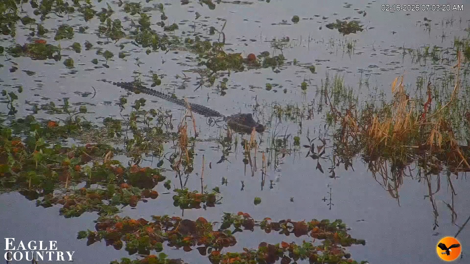 Snapshot of Southwest Florida River Wildlife Live Cams taken Feb 16, 2026, 7:04am EST