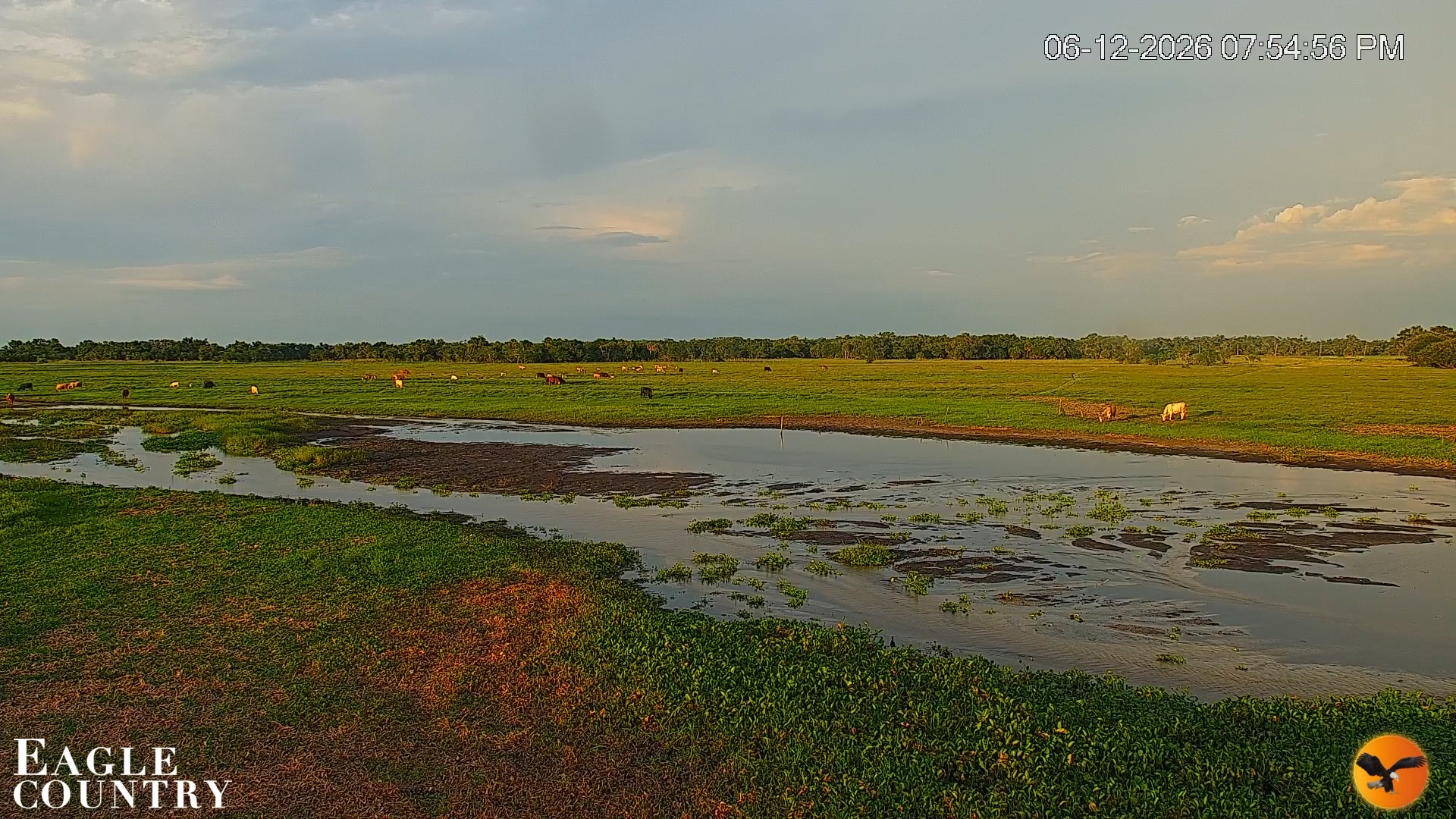 Snapshot of Southwest Florida River Wildlife Live Cams taken Jun 12, 2026, 8:19pm EDT