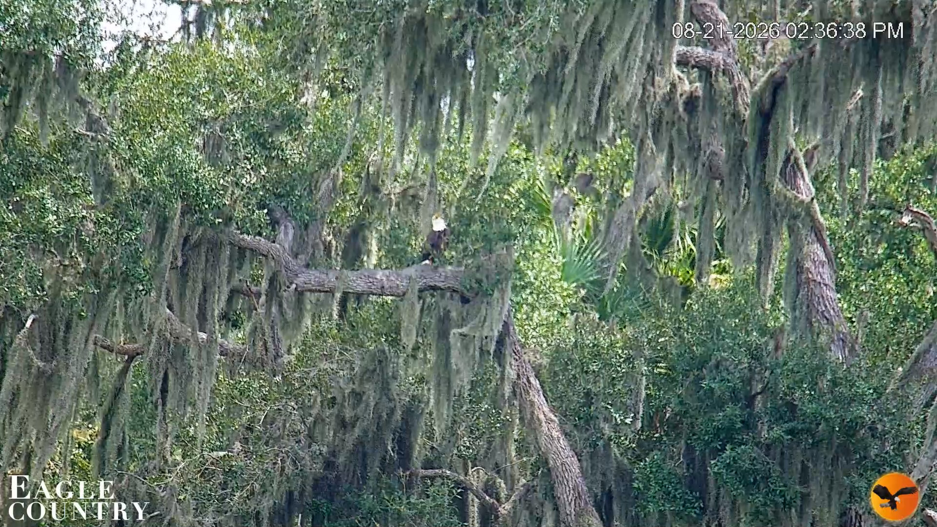 Snapshot of Southwest Florida River Wildlife Live Cams taken Aug 21, 2026, 2:37pm EDT