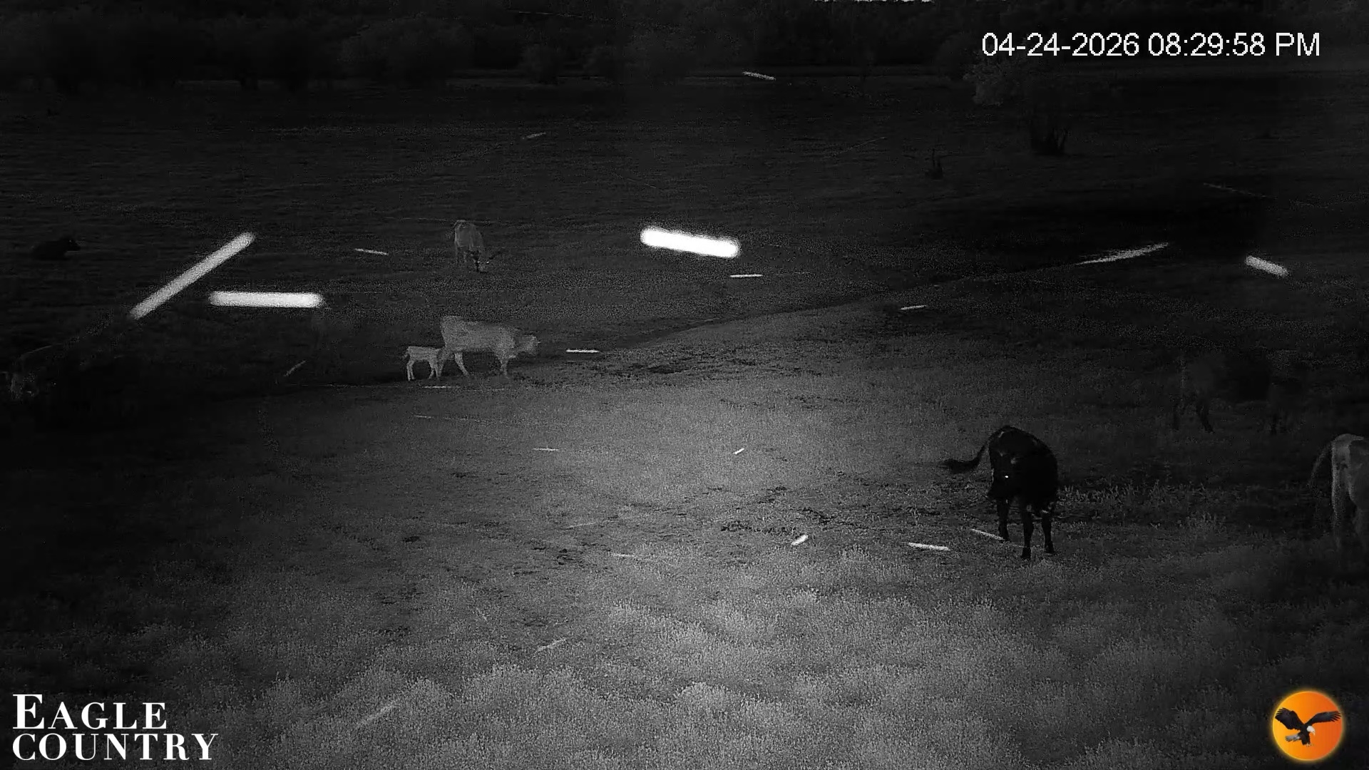 Snapshot of Southwest Florida River Wildlife Live Cams taken Apr 24, 2026, 8:30pm EDT