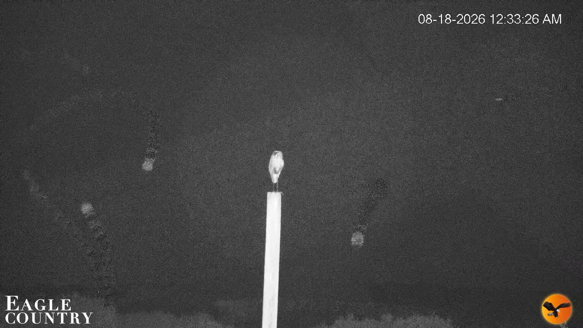 Snapshot of Southwest Florida River Wildlife Live Cams taken Aug 18, 2026, 12:34am EDT