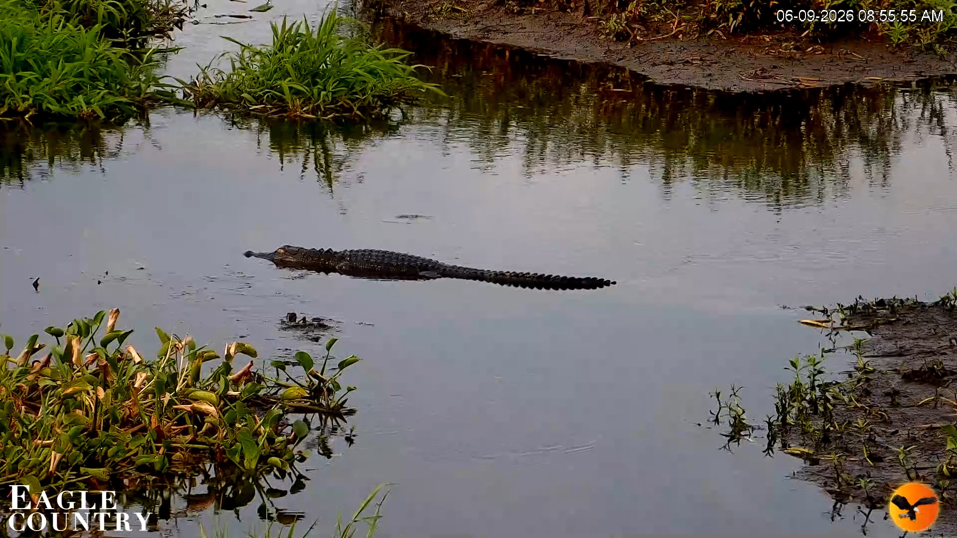 Snapshot of Southwest Florida River Wildlife Live Cams taken Jun 9, 2026, 8:56am EDT
