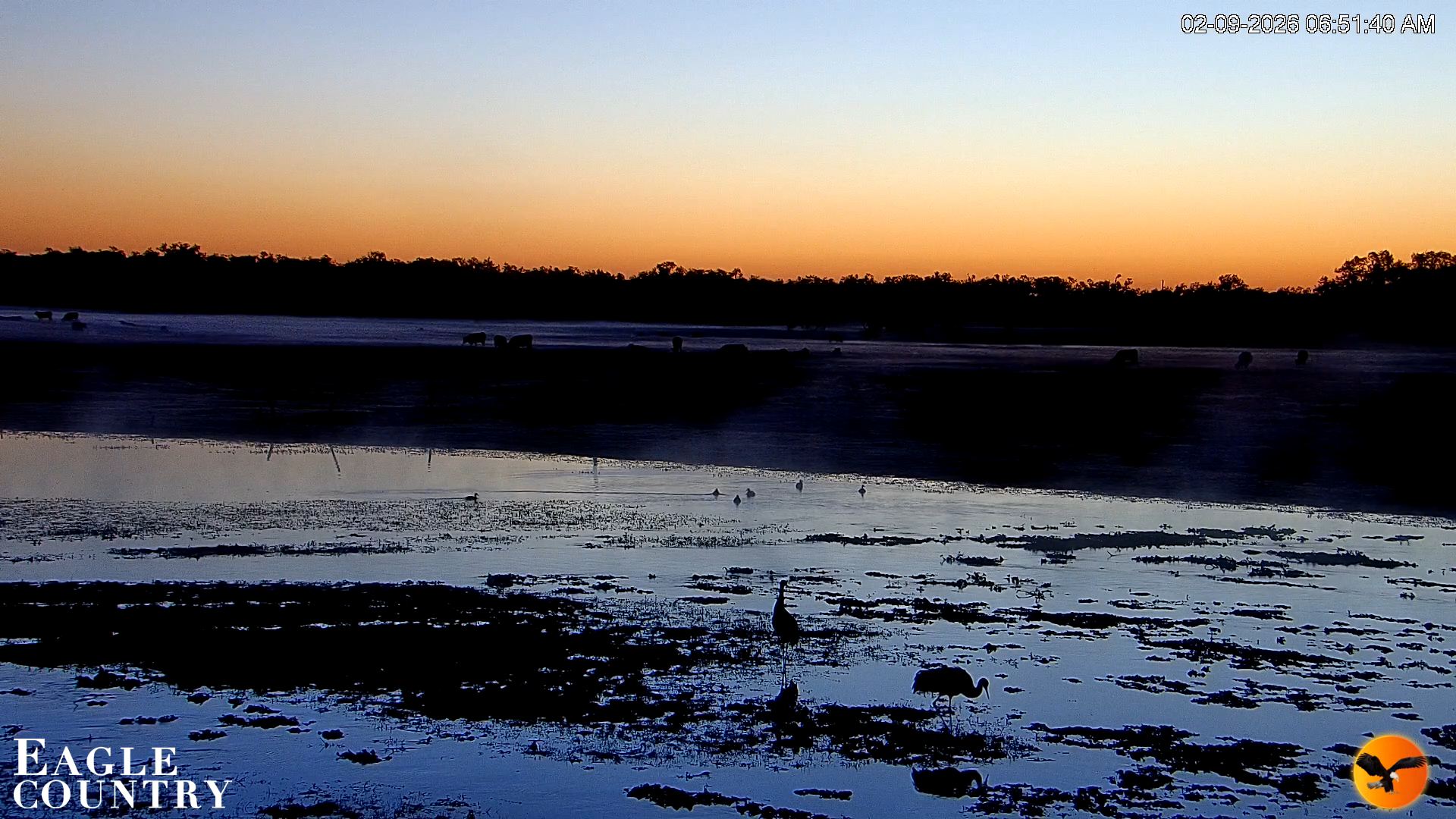 Snapshot of Southwest Florida River Wildlife Live Cams taken Feb 9, 2026, 6:53am EST