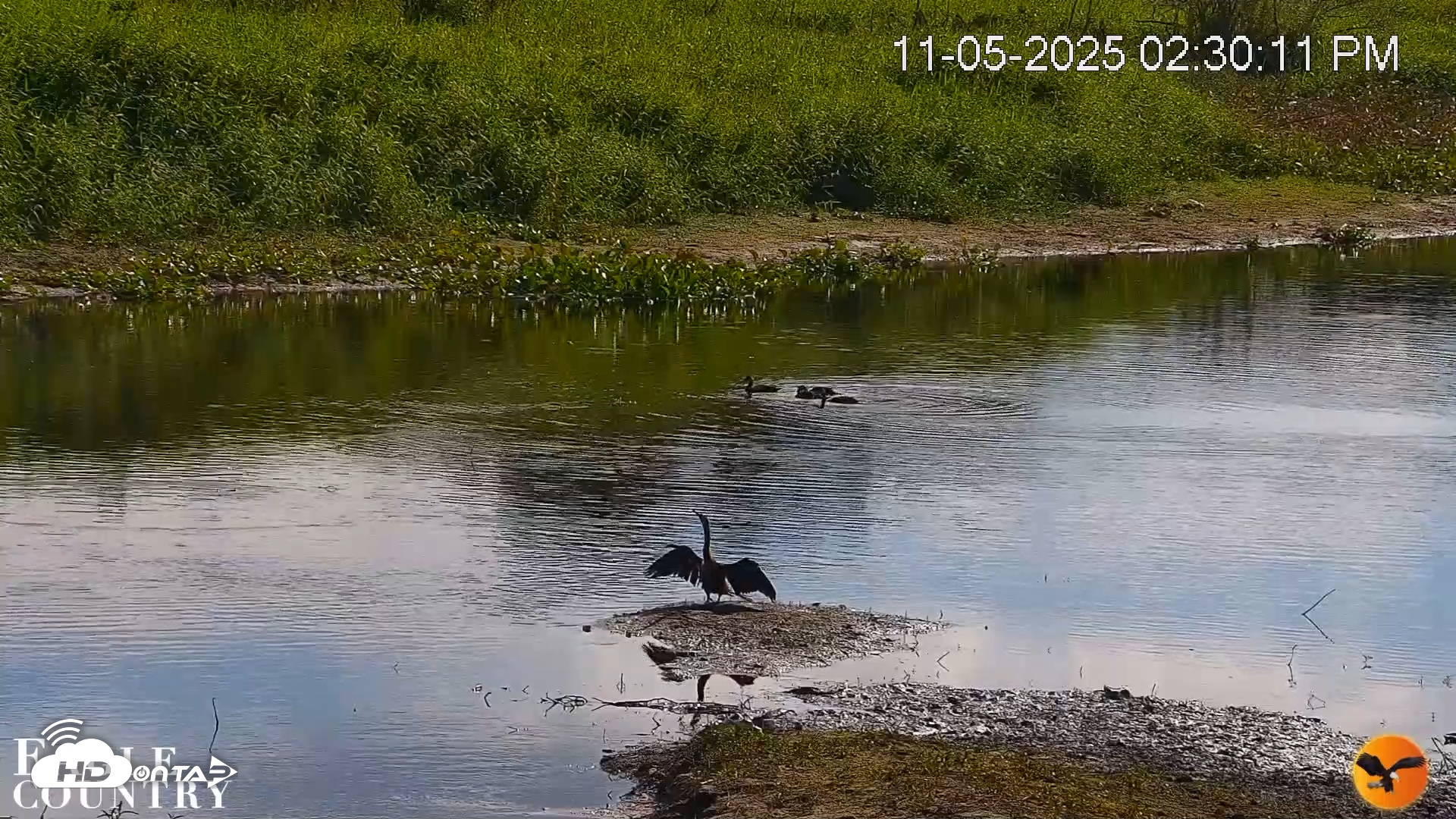 Snapshot of Southwest Florida River Wildlife Live Cams taken Nov 5, 2025, 2:31pm EST