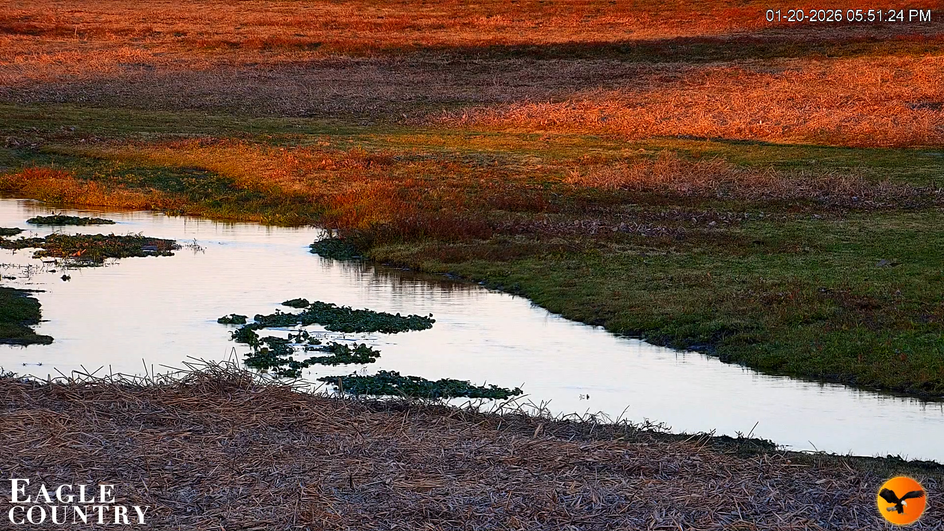 Snapshot of Southwest Florida River Wildlife Live Cams taken Jan 20, 2026, 5:52pm EST