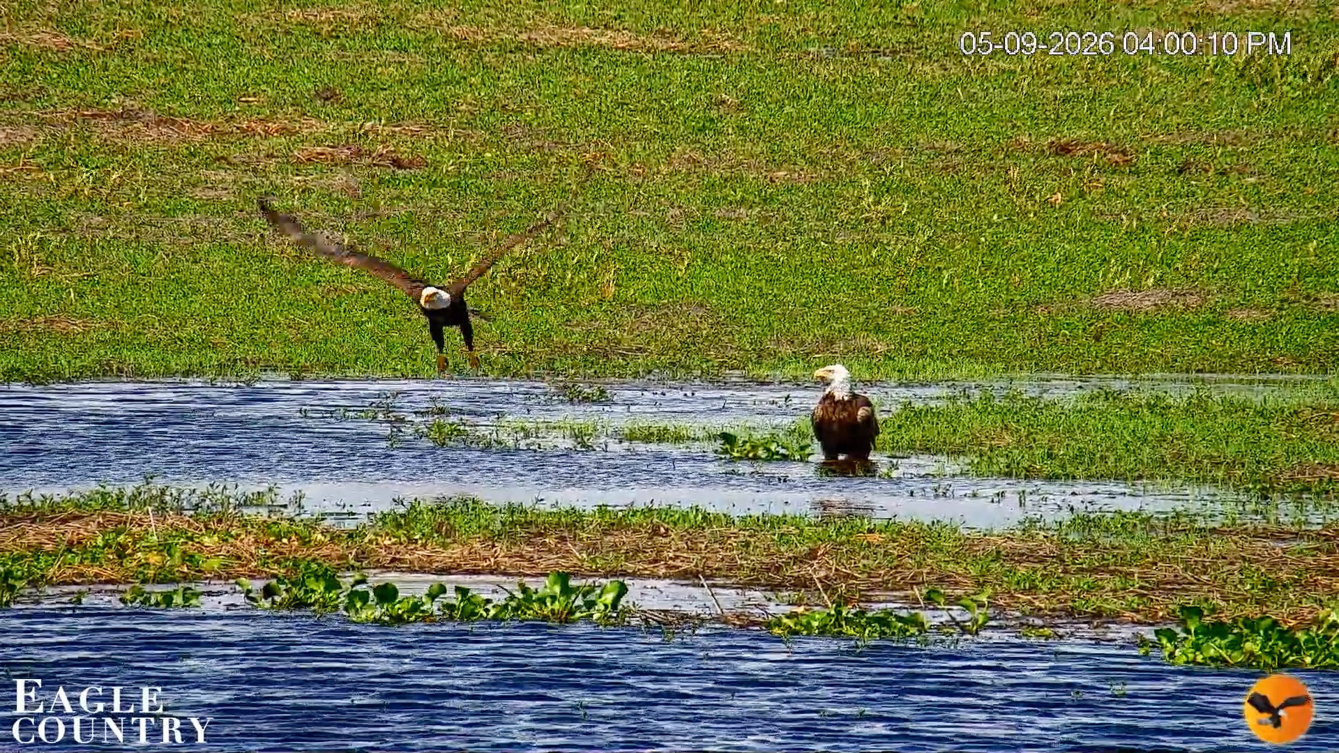 Snapshot of Southwest Florida River Wildlife Live Cams taken May 9, 2026, 4:16pm EDT