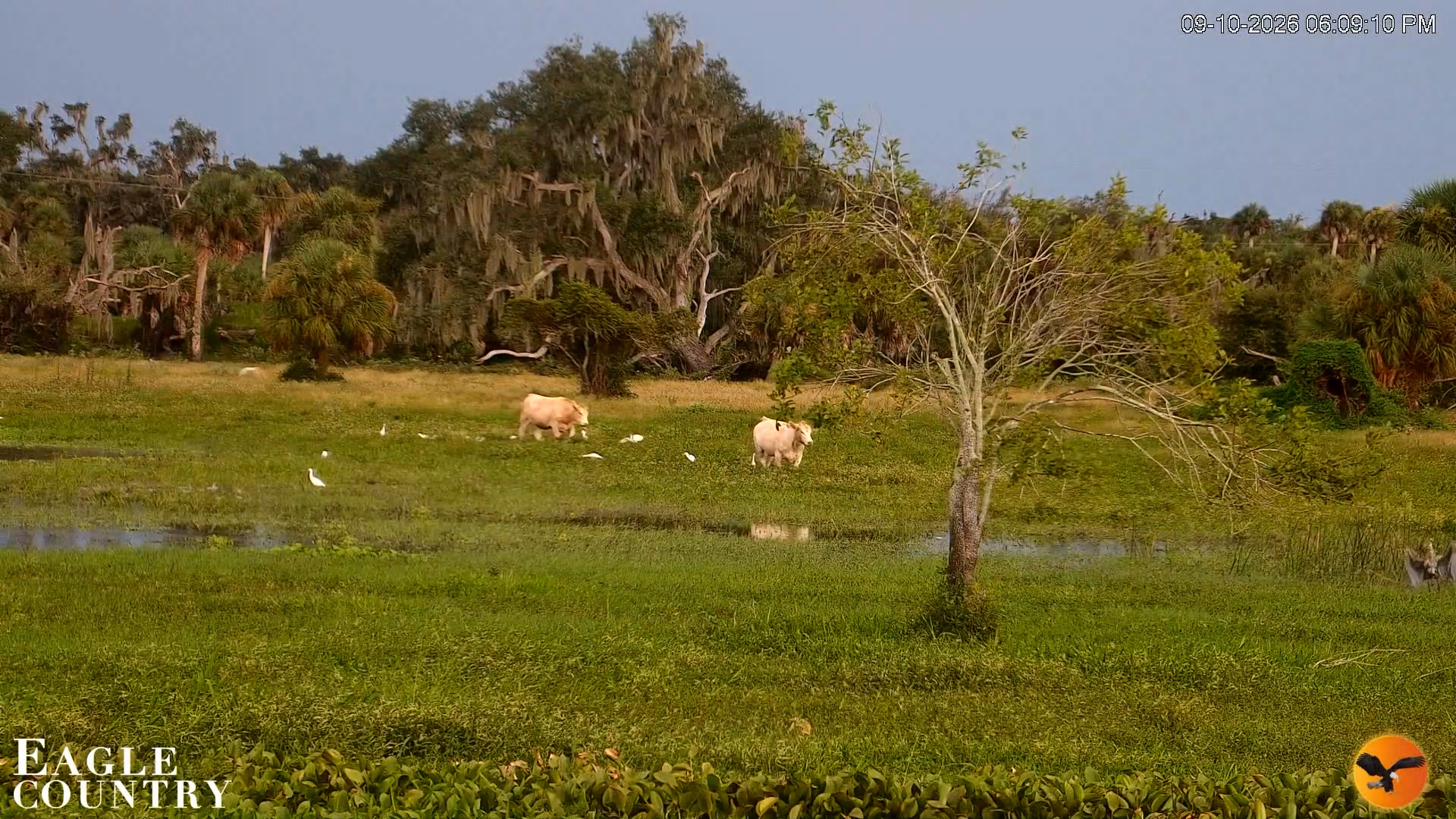 Snapshot of Southwest Florida River Wildlife Live Cams taken Sep 10, 2026, 6:09pm EDT