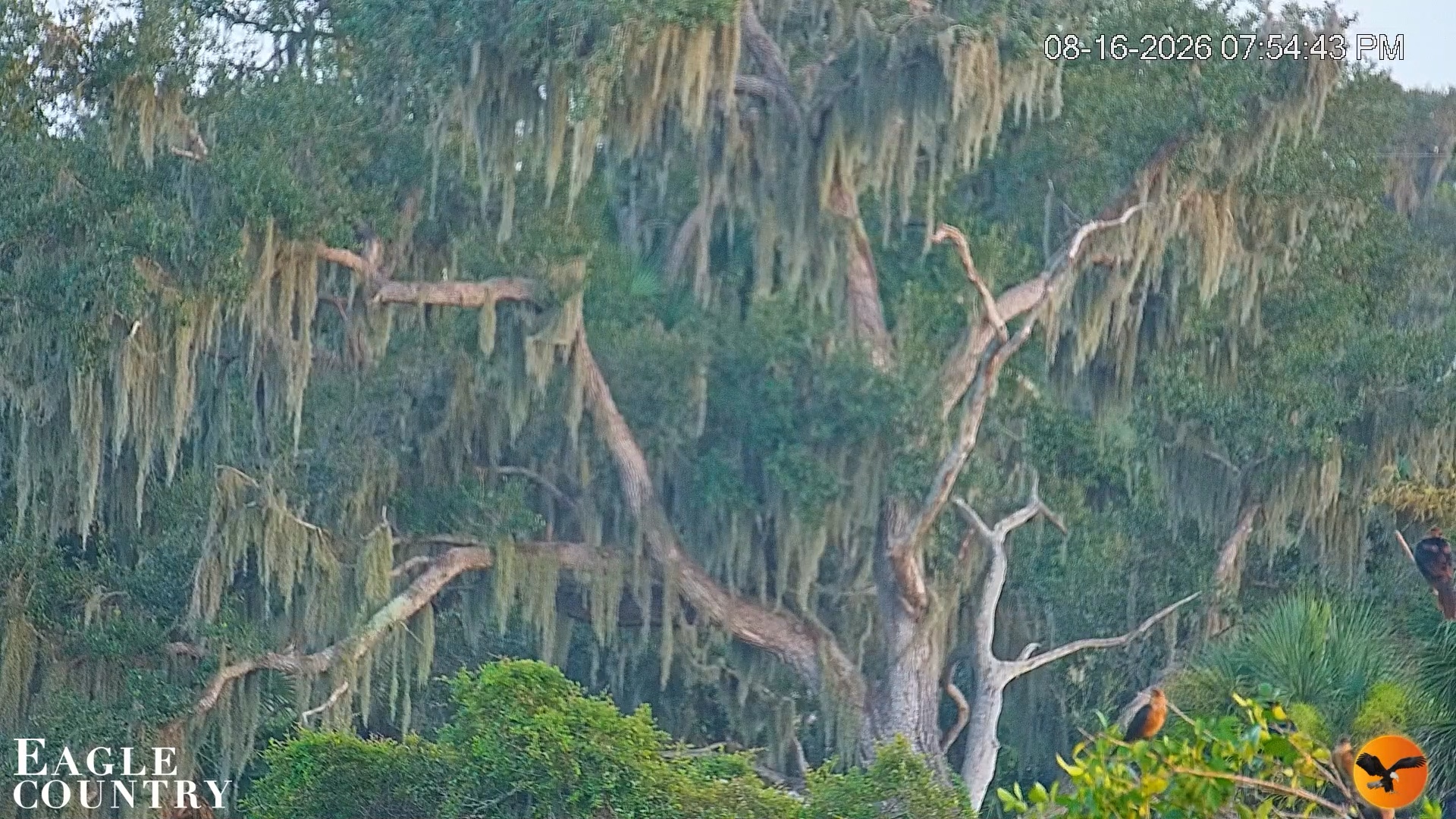 Snapshot of Southwest Florida River Wildlife Live Cams taken Aug 16, 2026, 7:55pm EDT