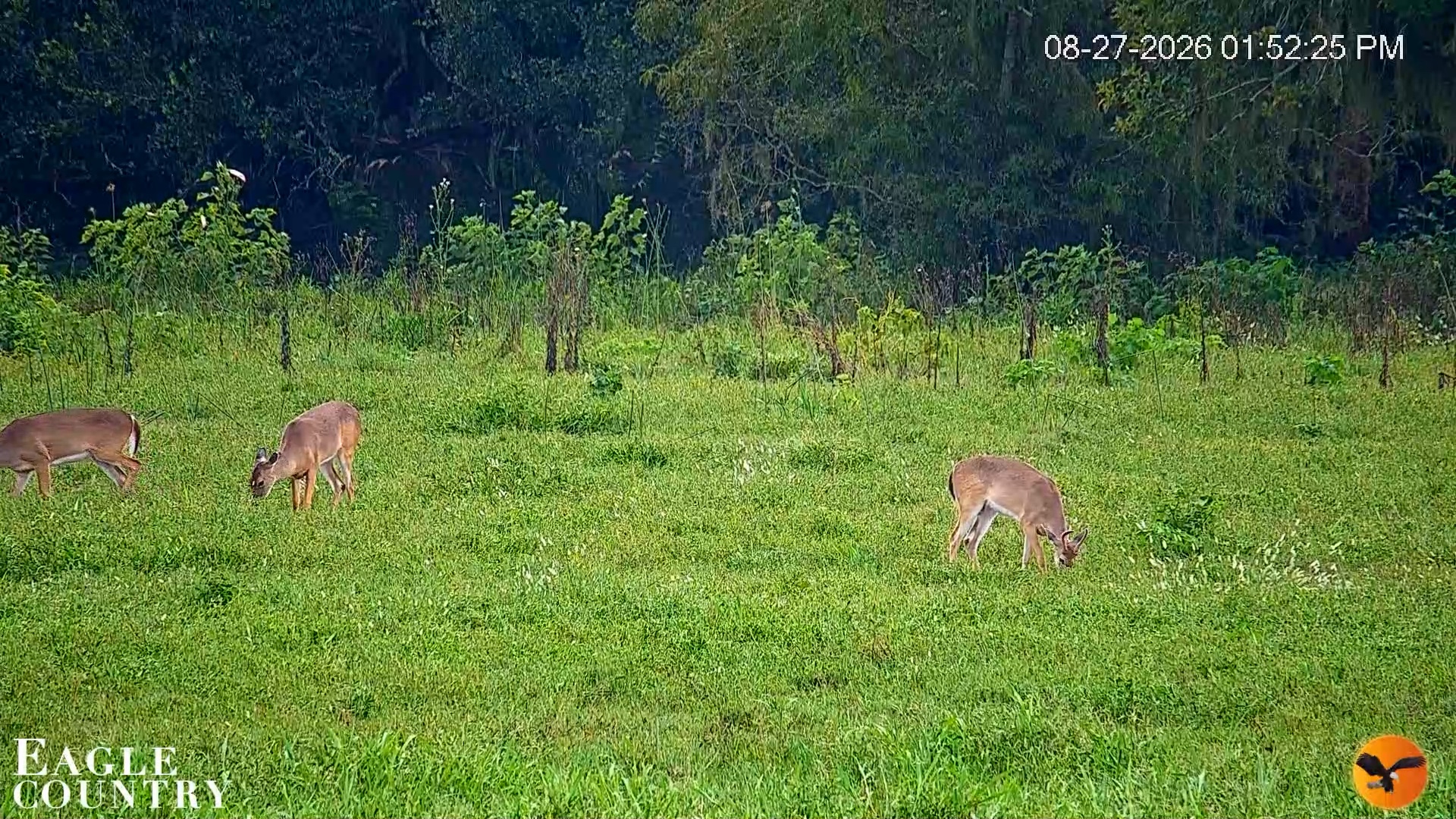 Snapshot of Southwest Florida River Wildlife Live Cams taken Aug 27, 2026, 3:47pm EDT