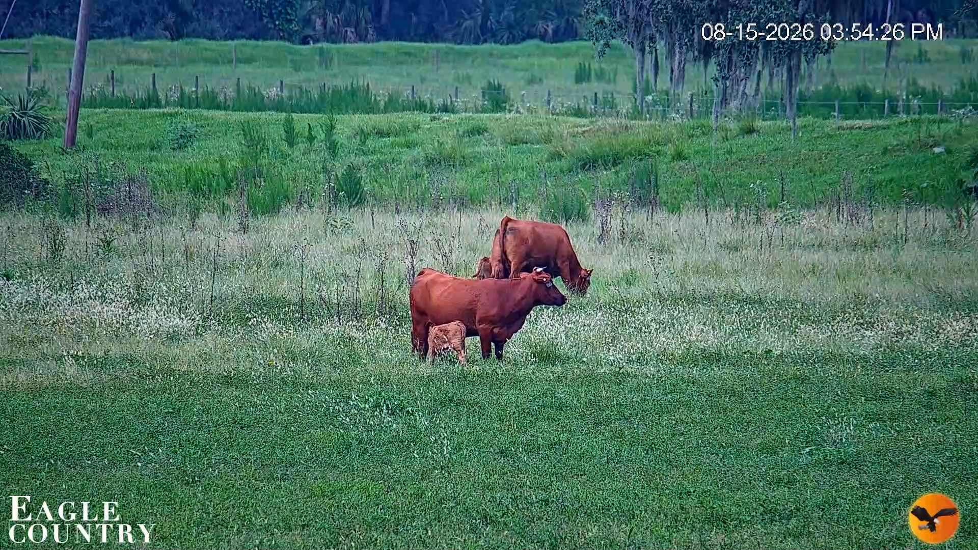 Snapshot of Southwest Florida River Wildlife Live Cams taken Aug 15, 2026, 5:54pm EDT