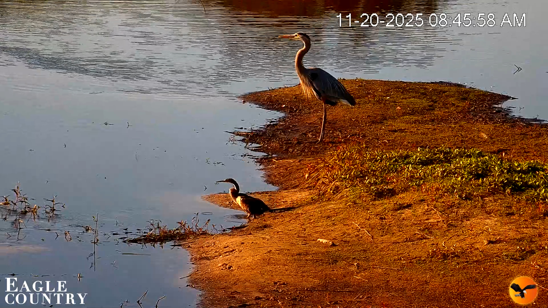 Snapshot of Southwest Florida River Wildlife Live Cams taken Nov 20, 2025, 8:47am EST