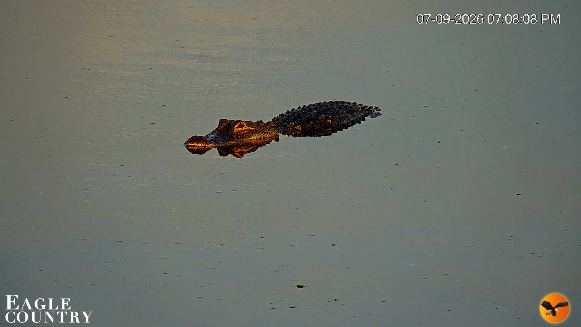 Snapshot of Southwest Florida River Wildlife Live Cams taken Jul 9, 2026, 7:08pm EDT