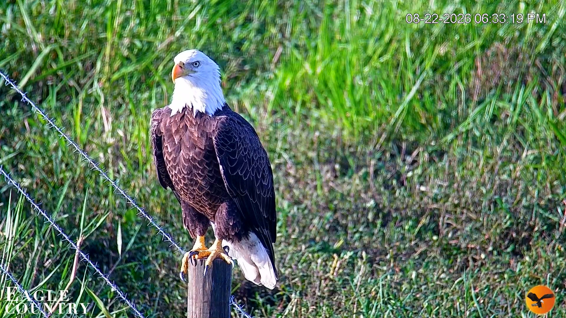 Snapshot of Southwest Florida River Wildlife Live Cams taken Aug 22, 2026, 6:34pm EDT