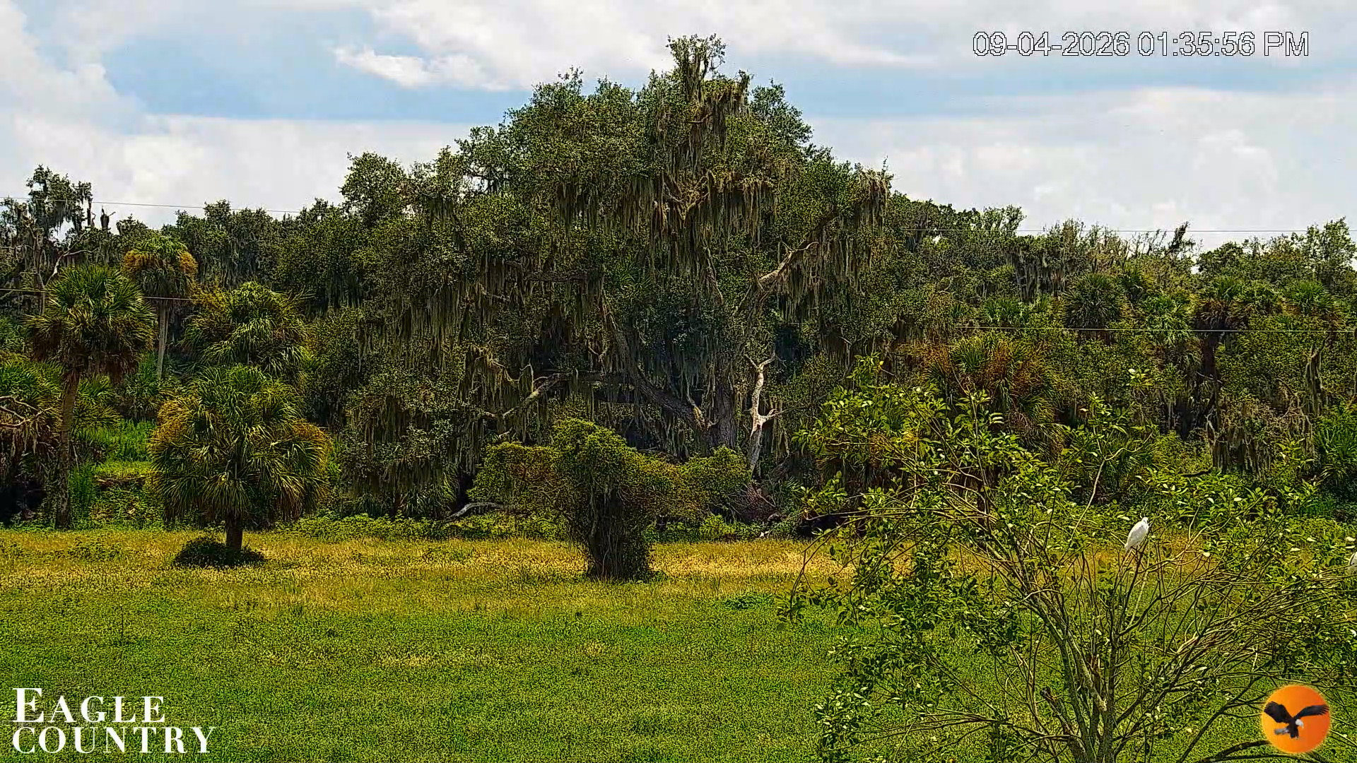 Snapshot of Southwest Florida River Wildlife Live Cams taken Sep 4, 2026, 1:36pm EDT