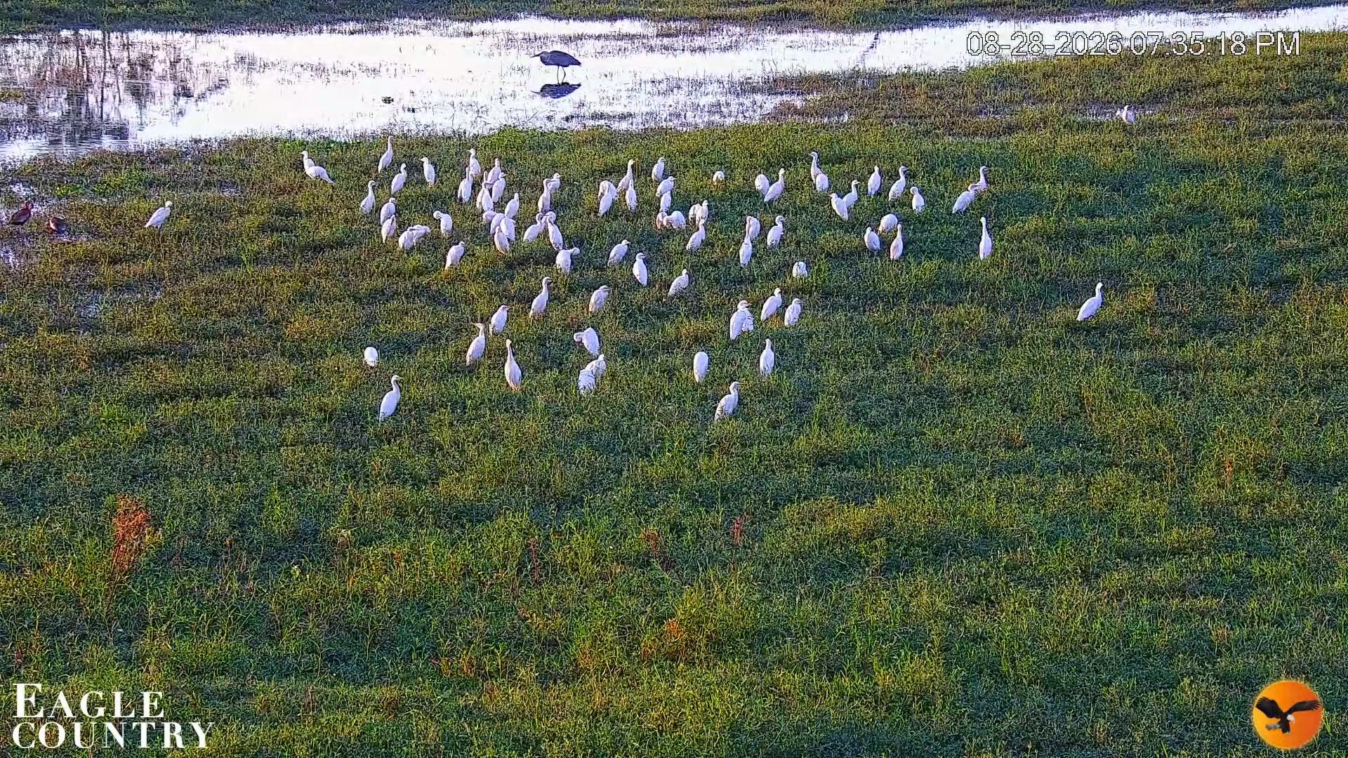 Snapshot of Southwest Florida River Wildlife Live Cams taken Aug 28, 2026, 8:14pm EDT